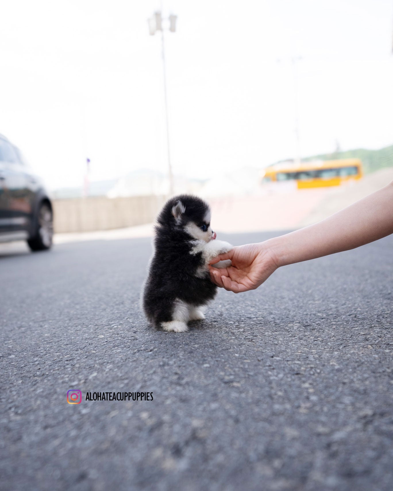 Foufou [TEACUP POMSKY]
