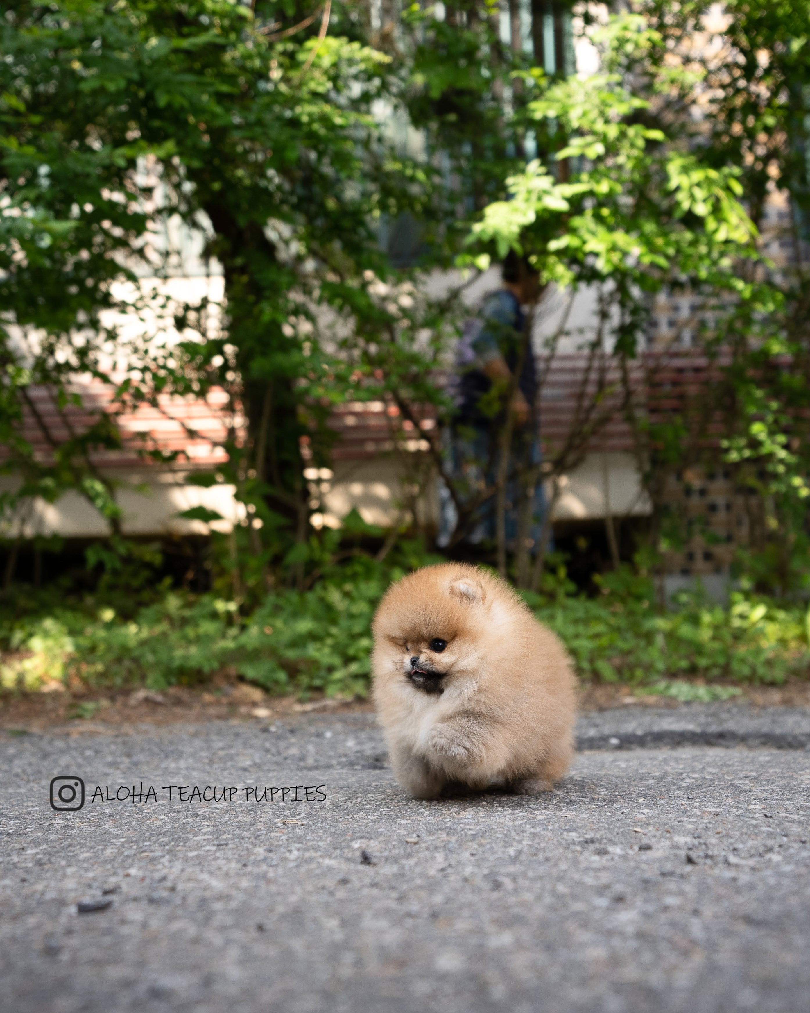 西奥 [茶杯博美犬]