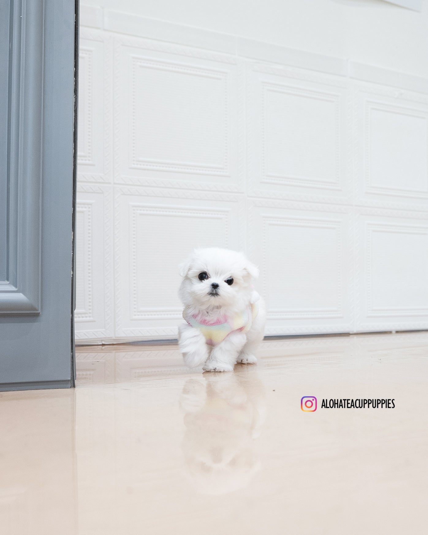 Kassia [TEACUP MALTESE]