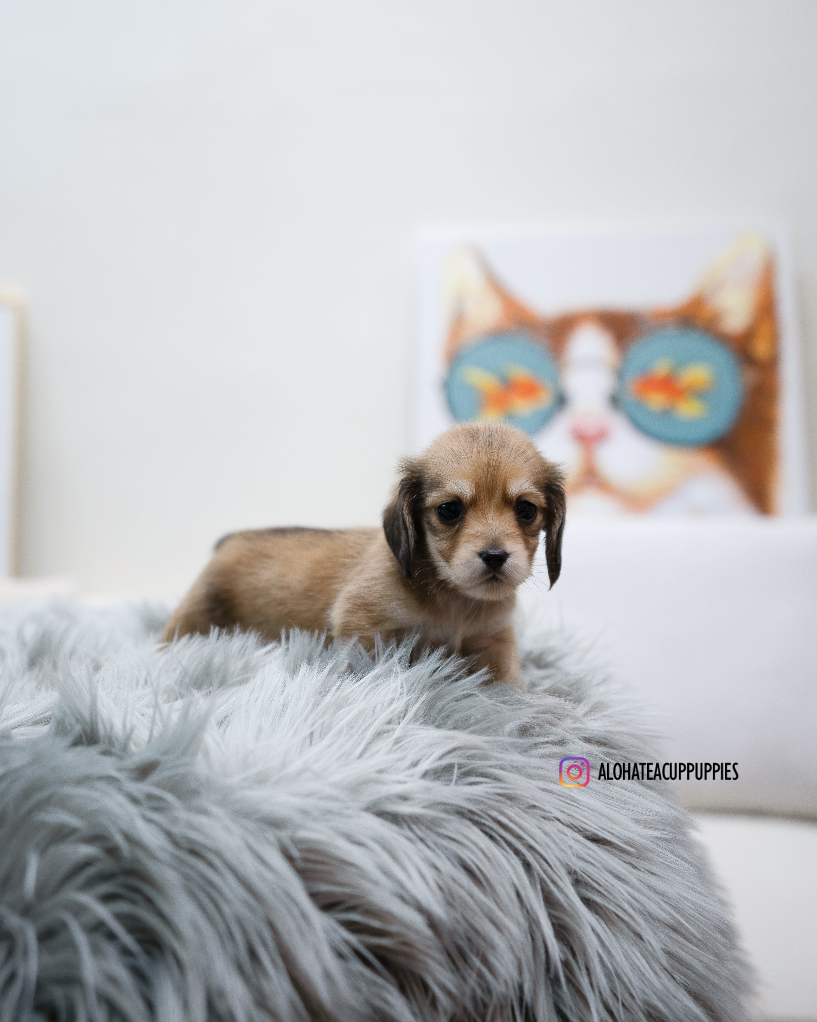 Isaac [TEACUP DACHSHUND]