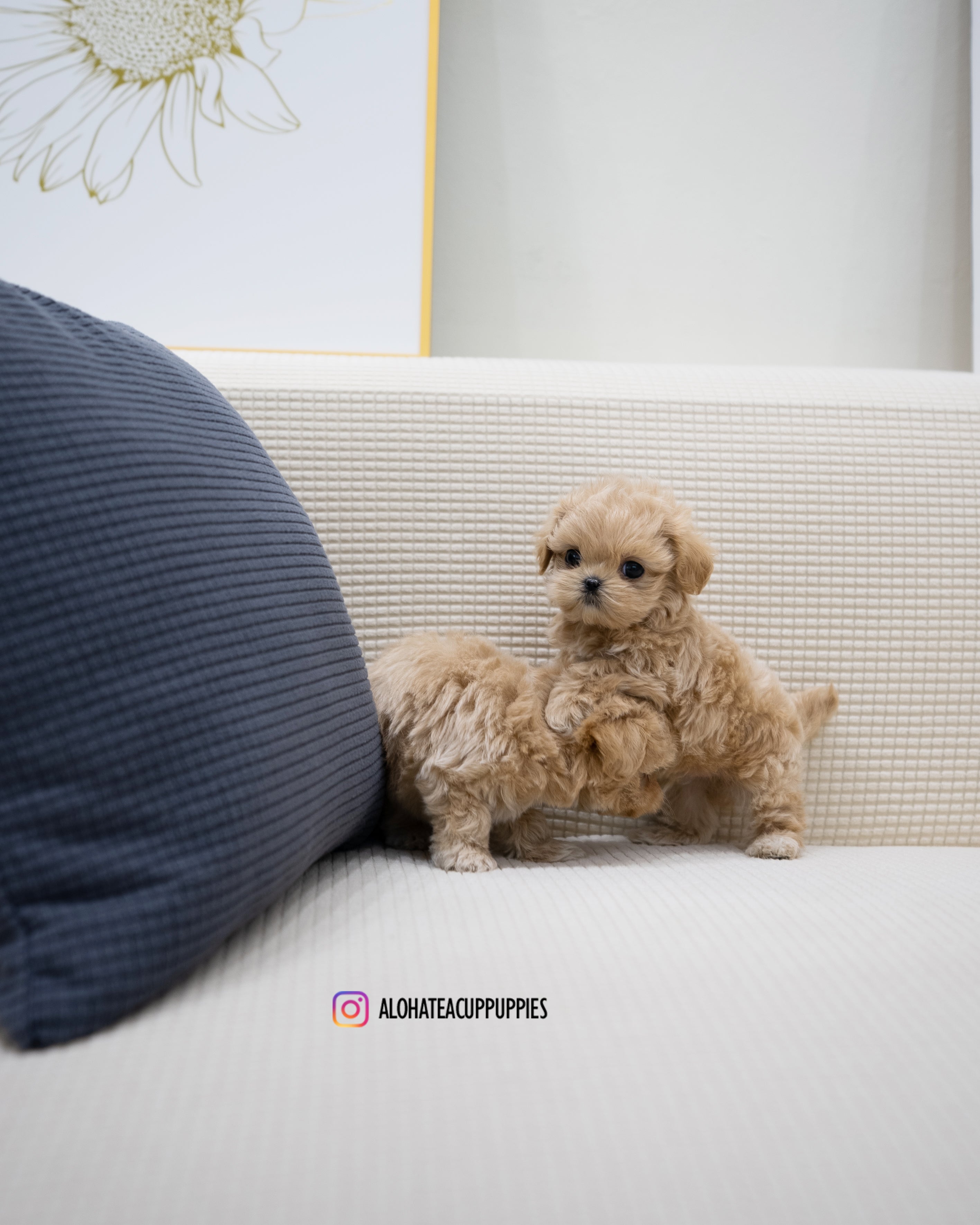 Zayne [TEACUP MALTIPOO]