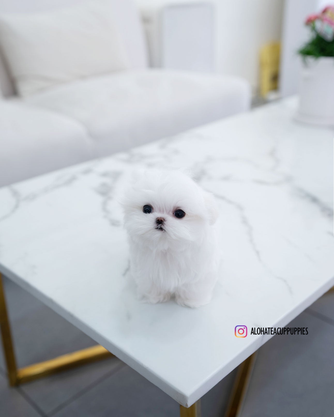 Helen [TEACUP MALTESE]