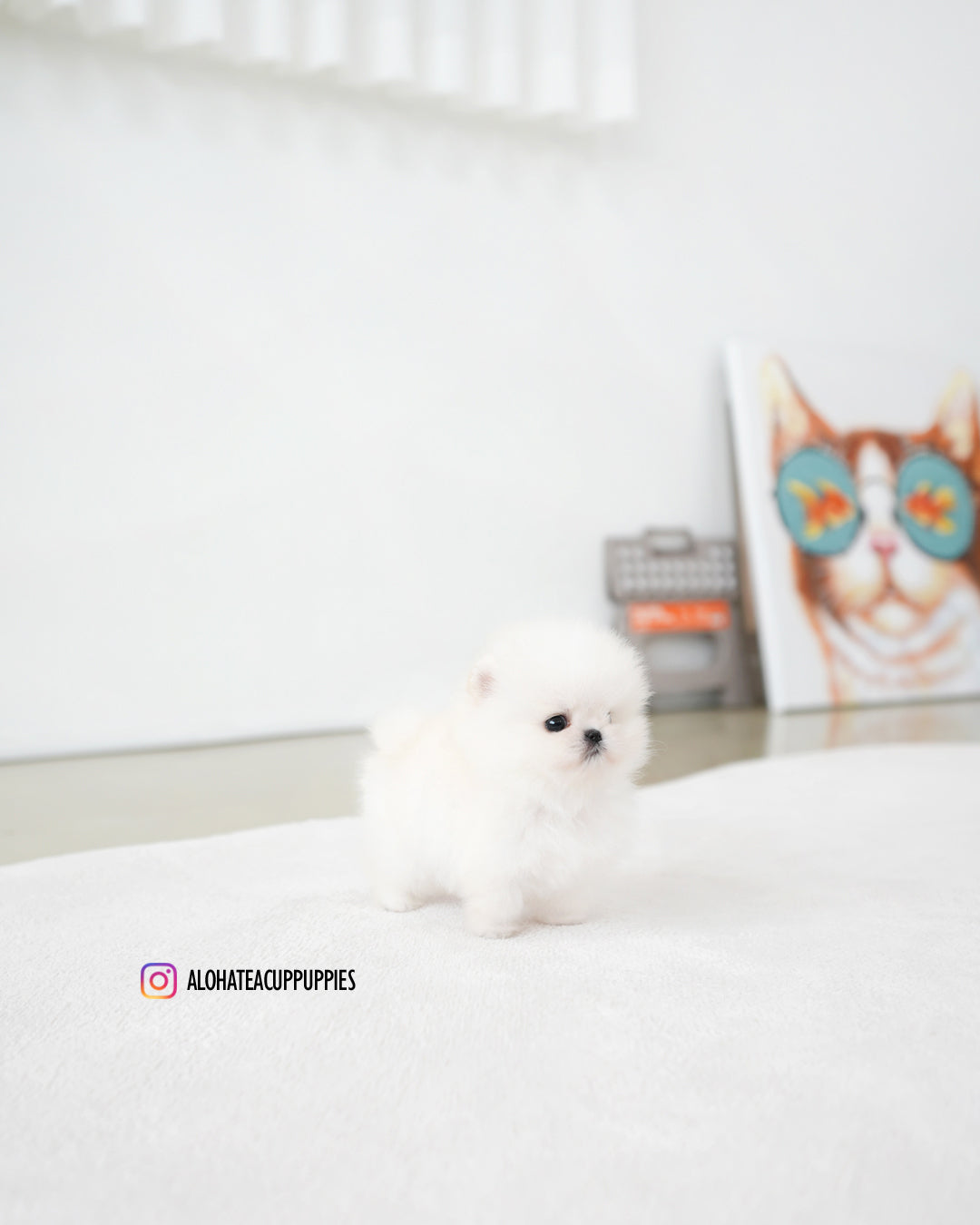 Iona [POMERANIA TAZA DE TÉ]
