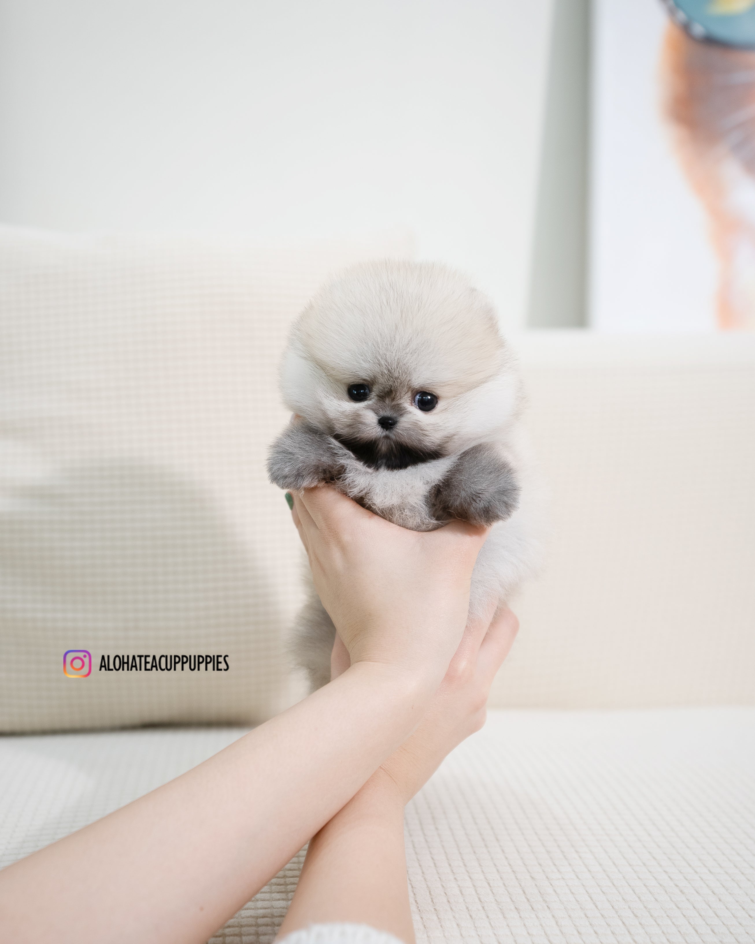 Tommy [茶杯博美犬]