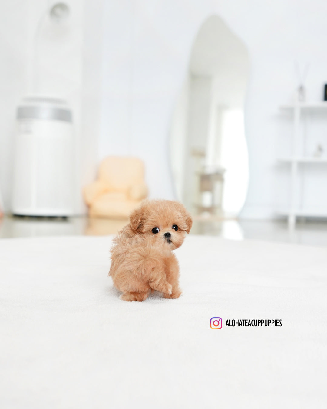 Cruz [TEACUP MALTIPOO]