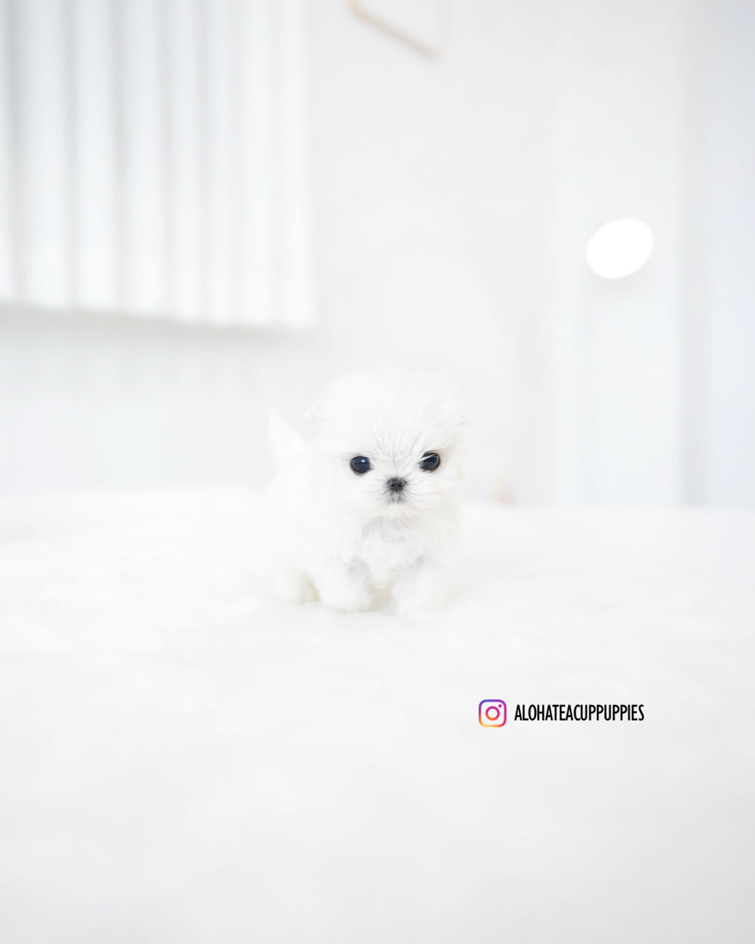 Hana [TEACUP MALTESE]