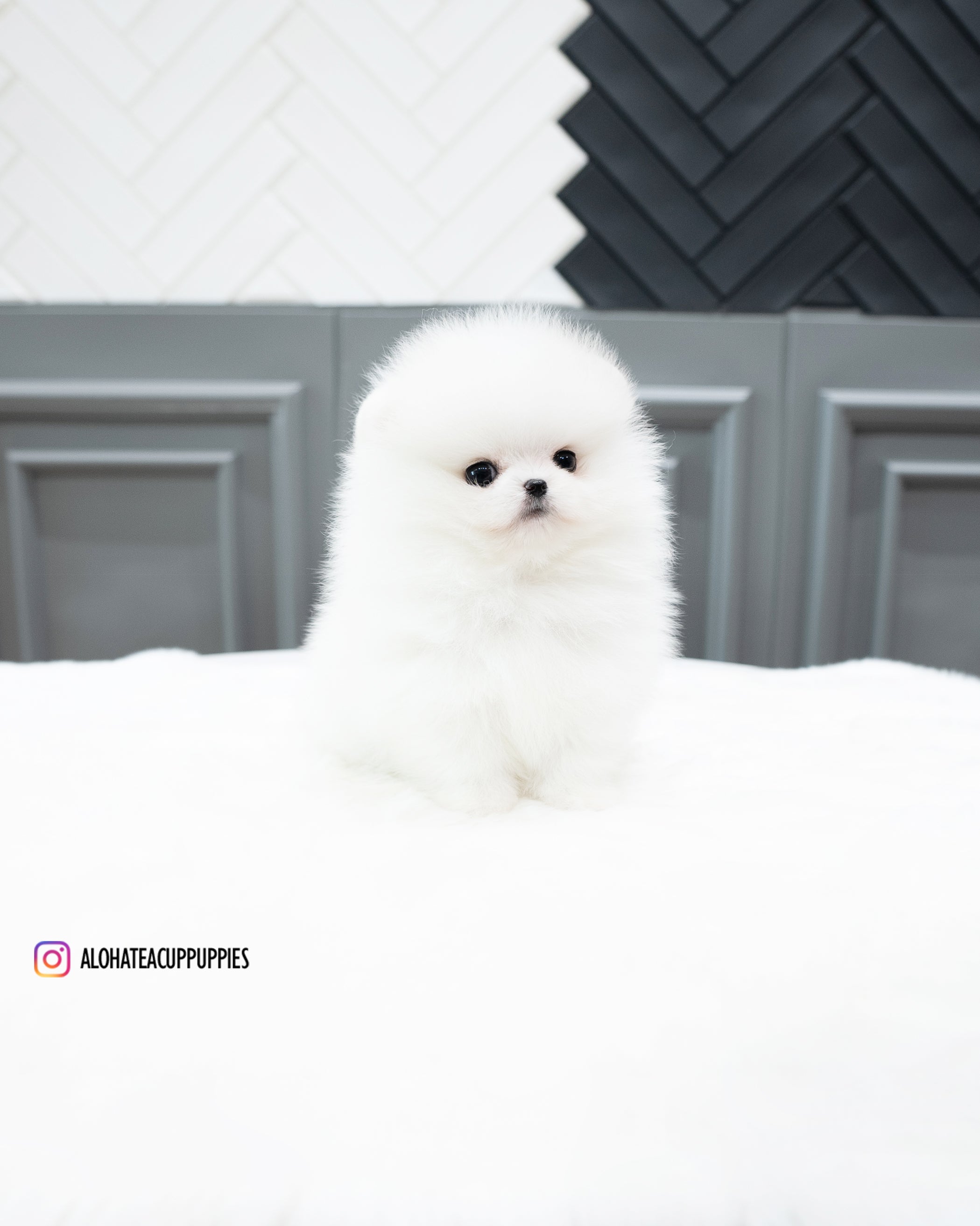 Rocco [POMERANIA TAZA DE TÉ]