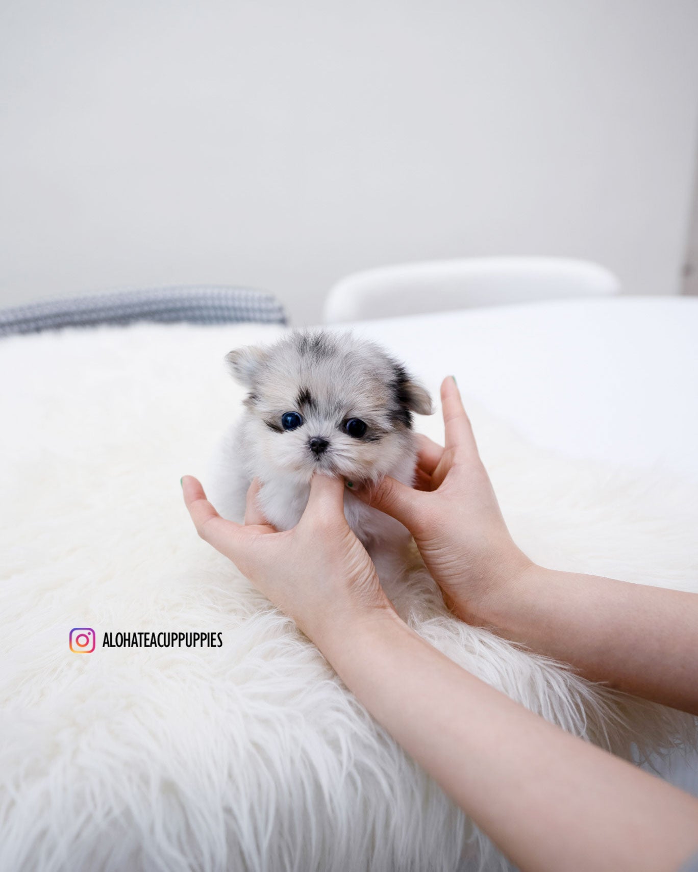 Raya [TEACUP Maltipom]