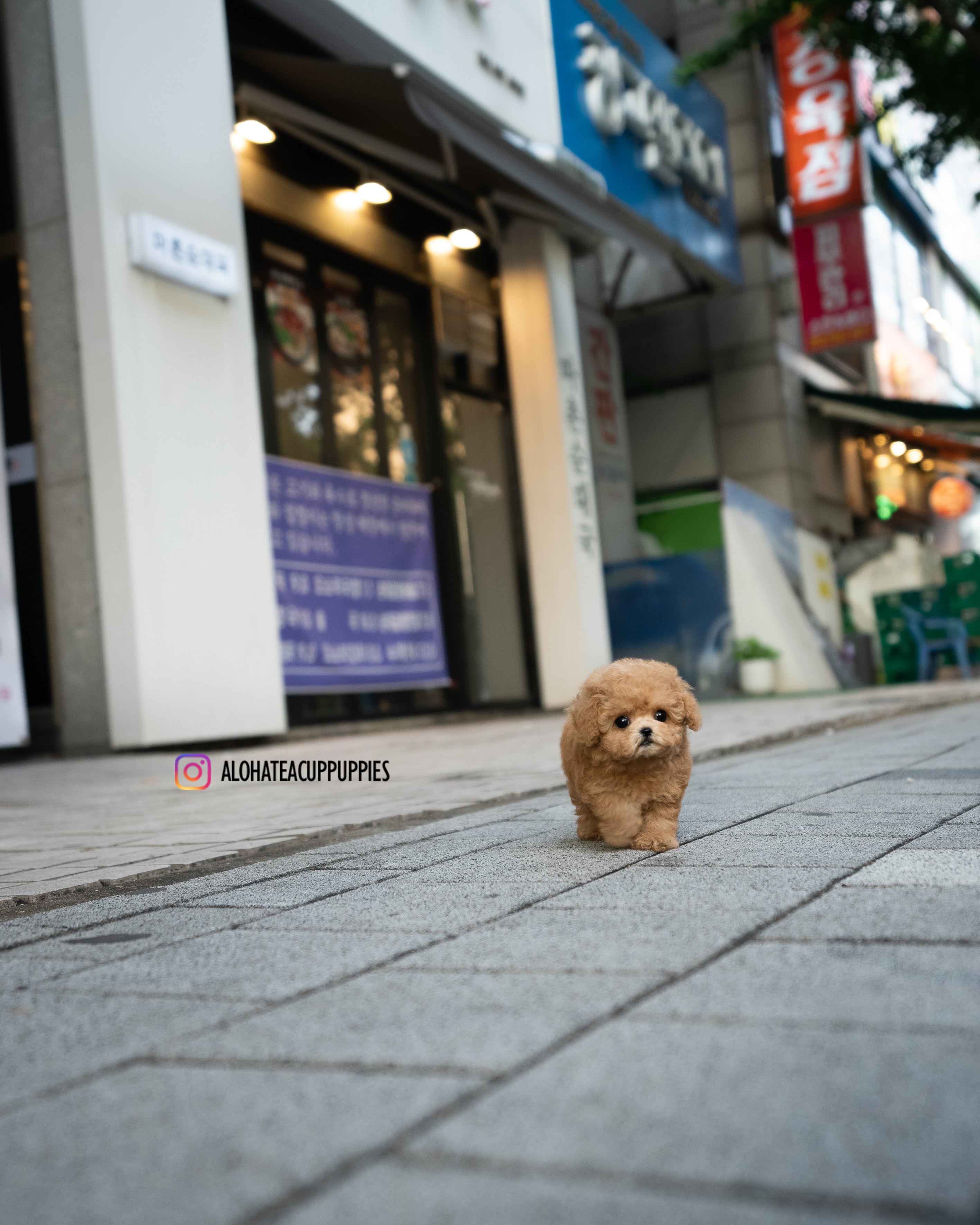 Dolly [TEACUP MALTIPOO]