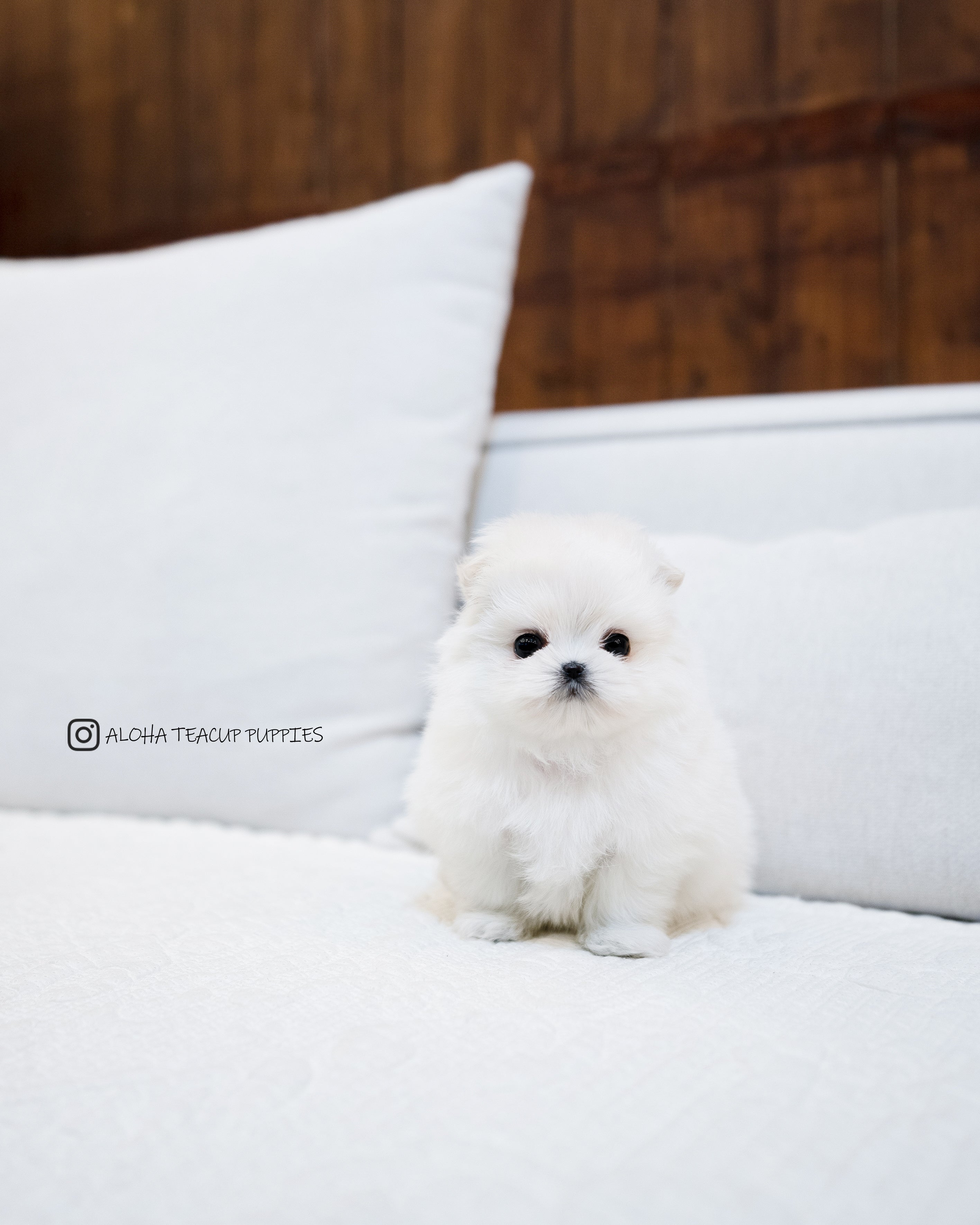 Luna [Maltipom MINI]