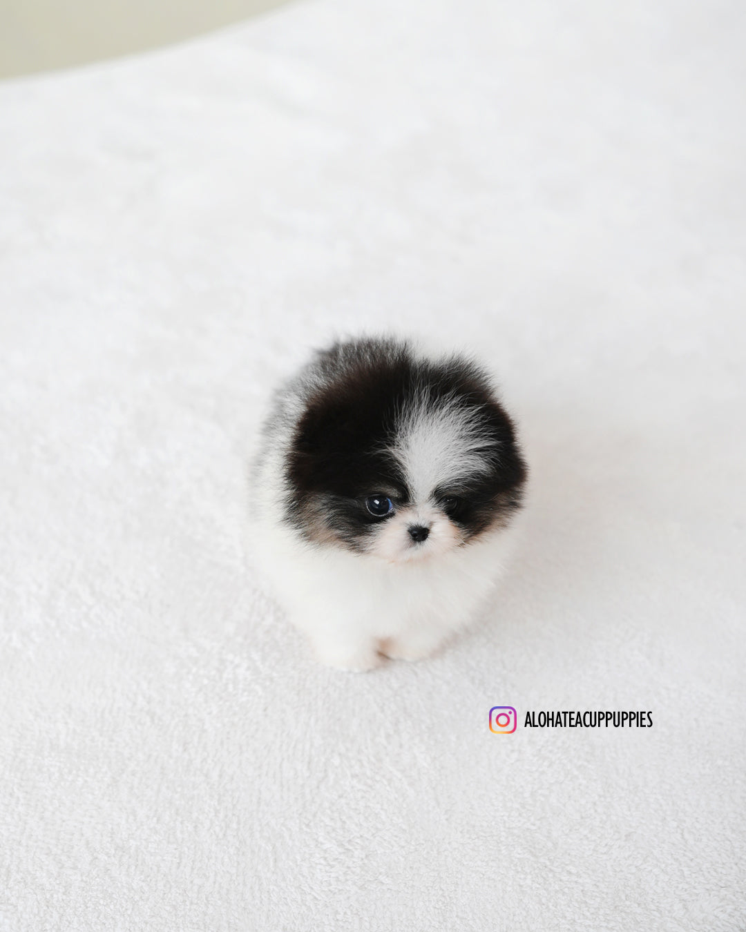 鼠尾草 [茶杯博美犬]
