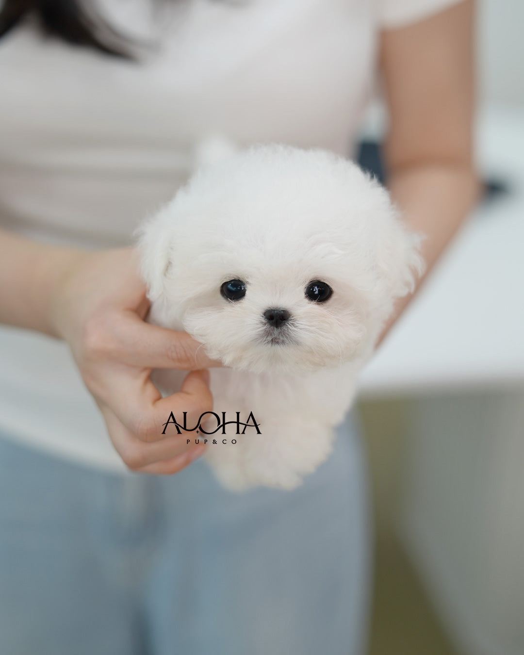 Blue [TEACUP BICHON Frise]