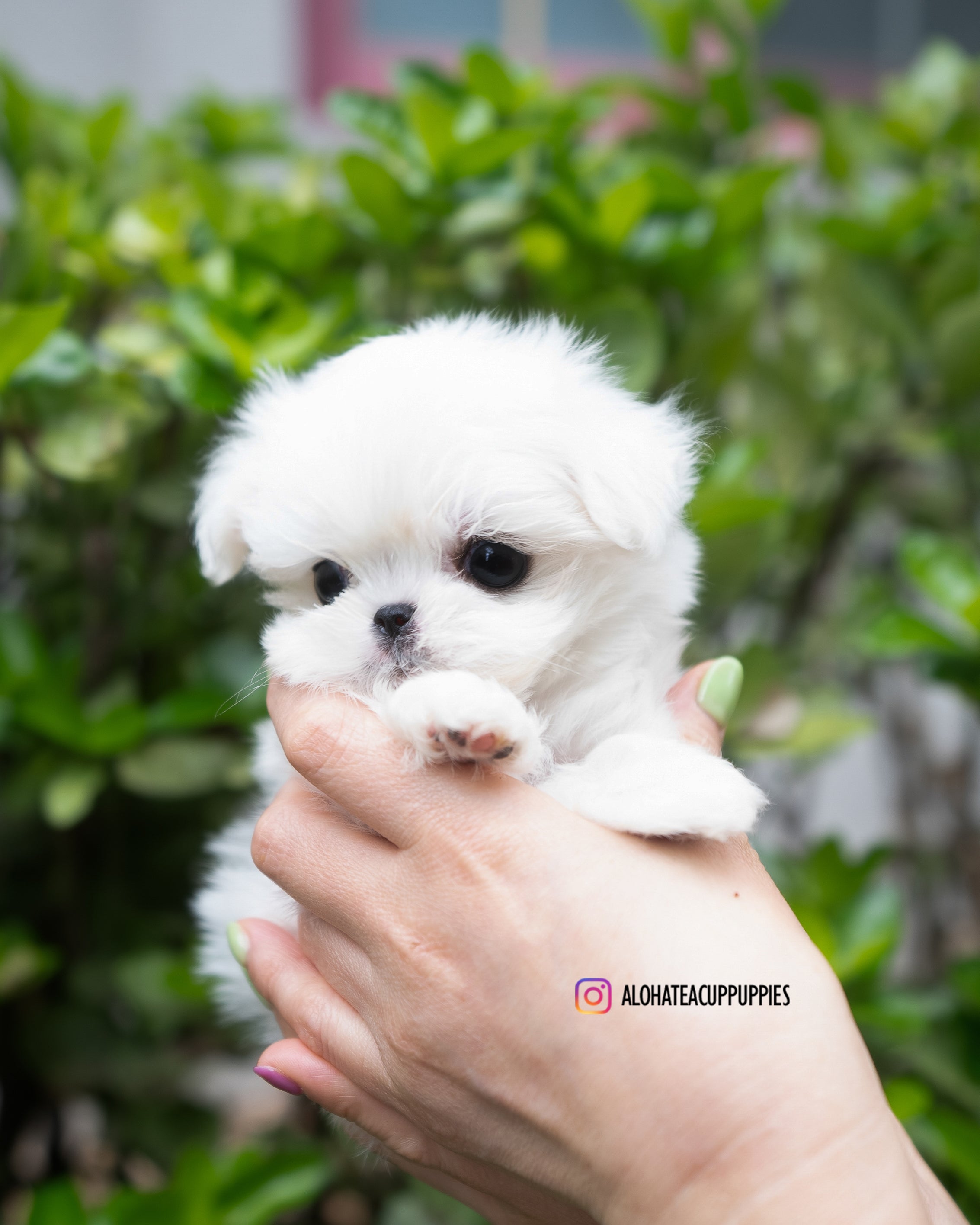 Tayo [TEACUP MALTESE]
