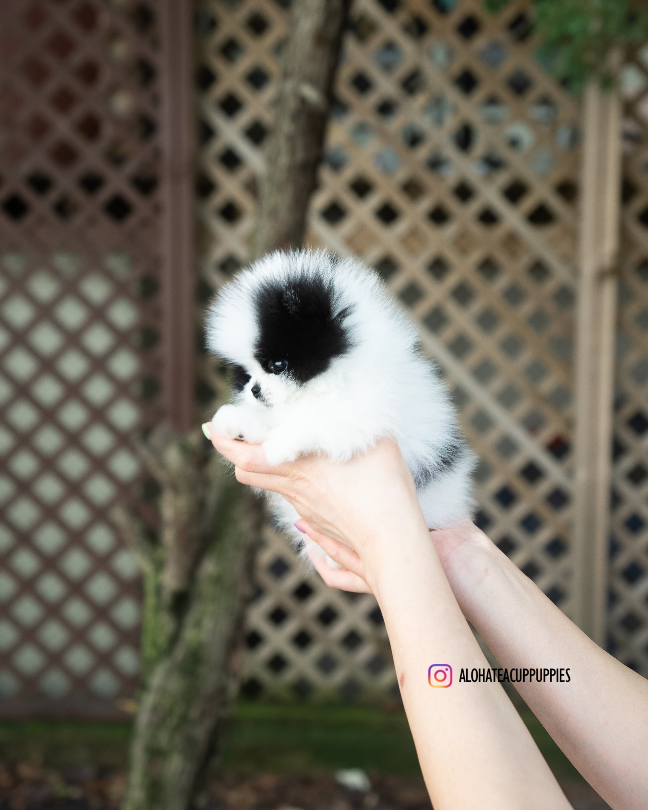 Nora [POMERANIA TAZA DE TÉ]