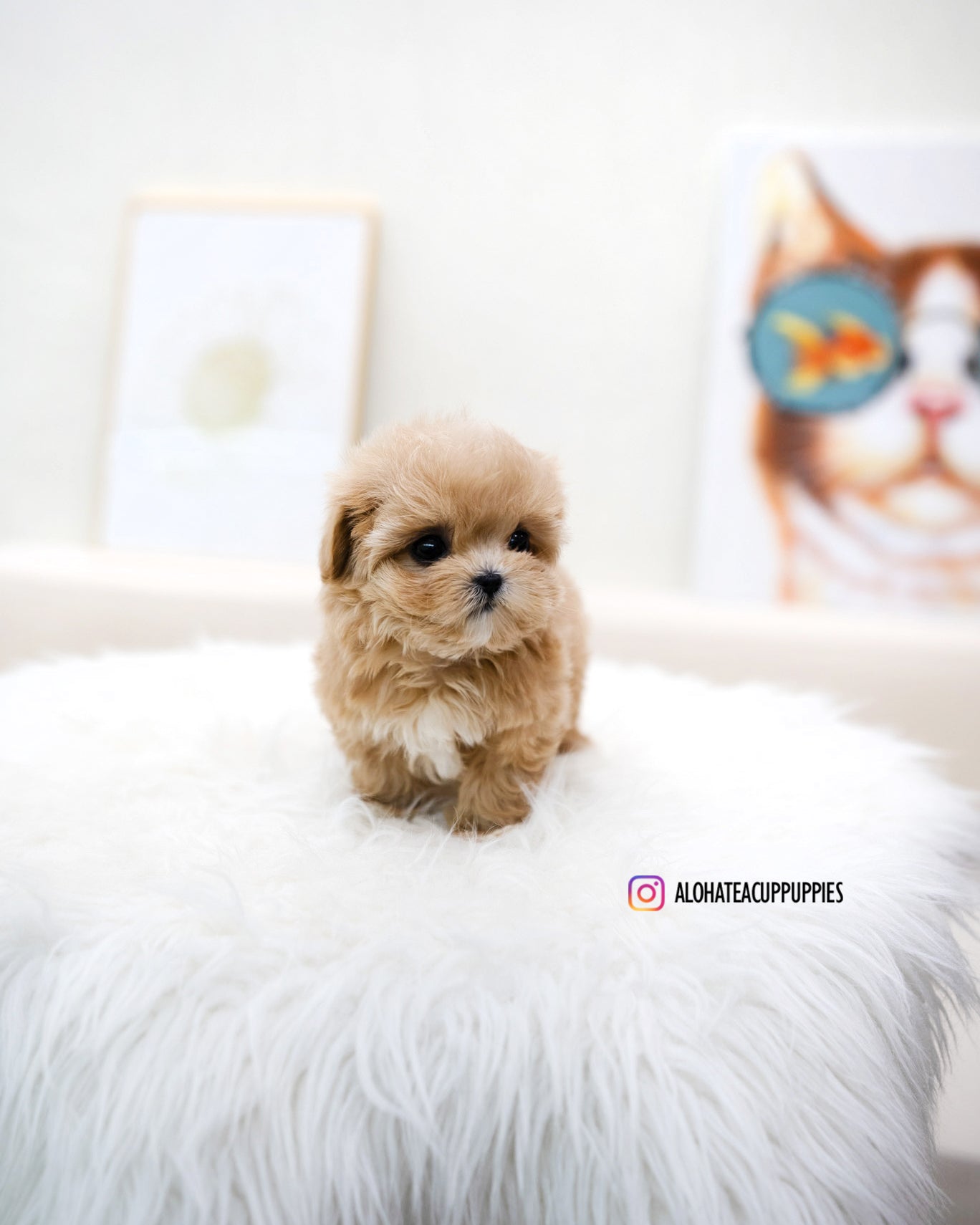 Mignon [TEACUP MALTIPOO]