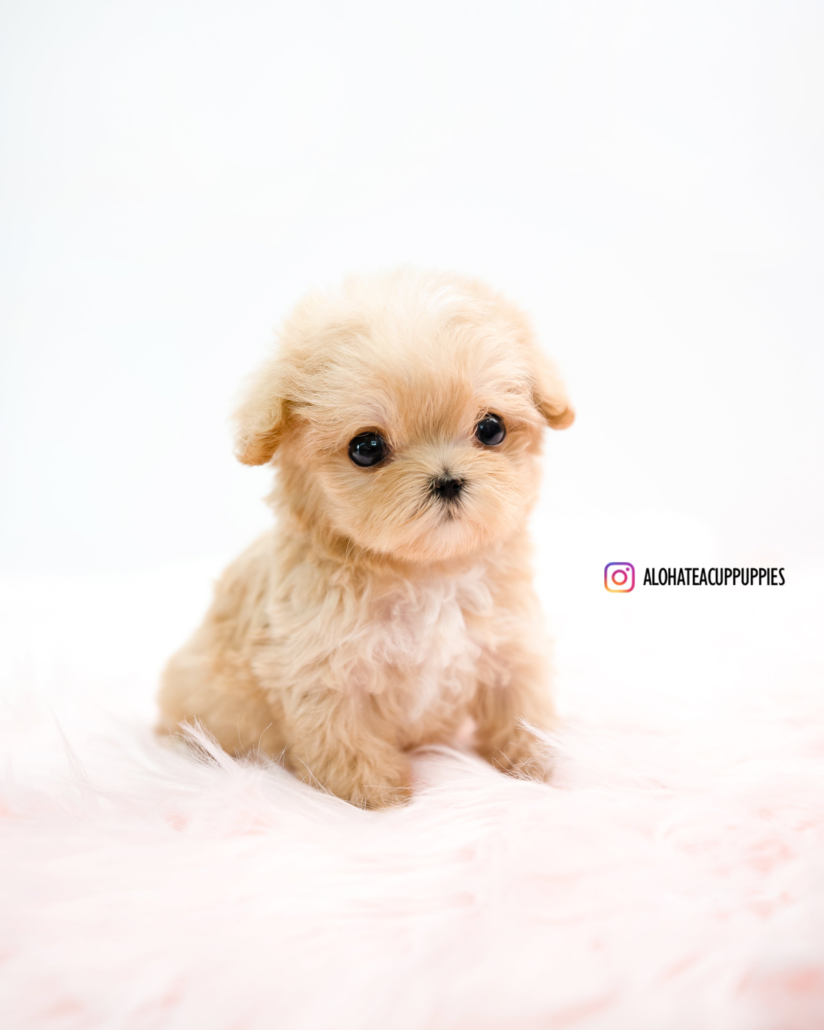 Oscar [TEACUP MALTIPOO]