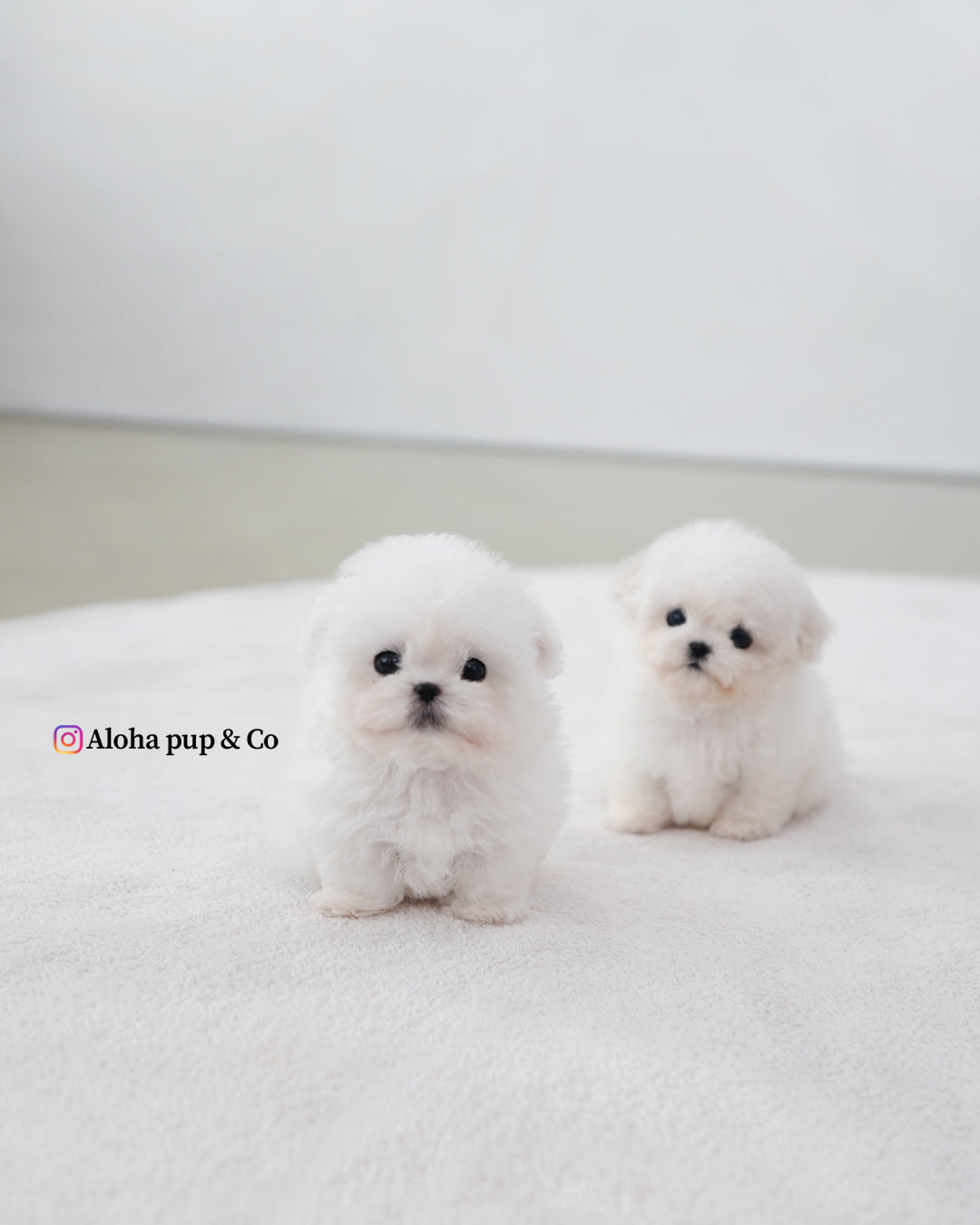 Max [BICHÓN TAZA DE TÉ]
