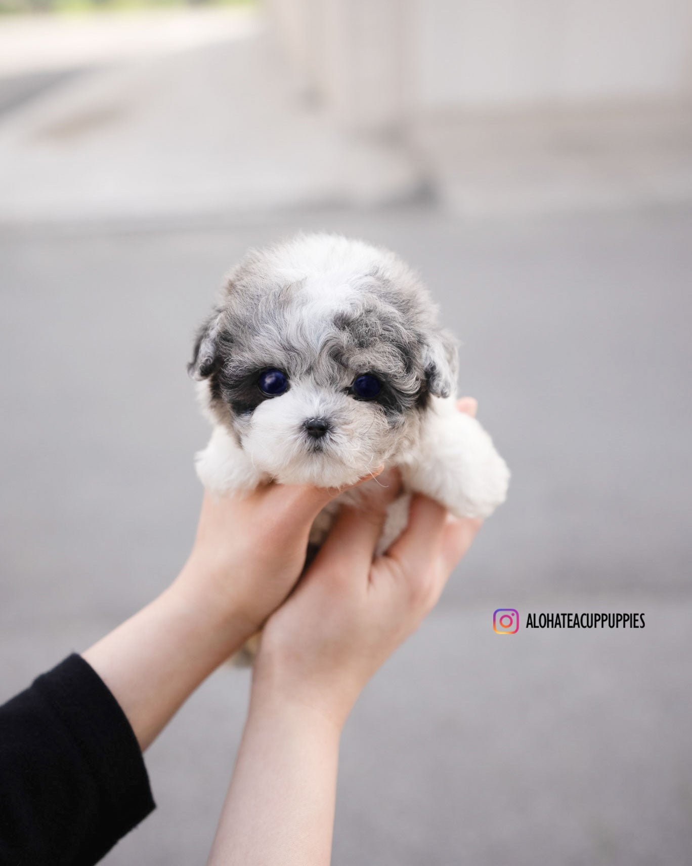 Star [TEACUP POODLE]