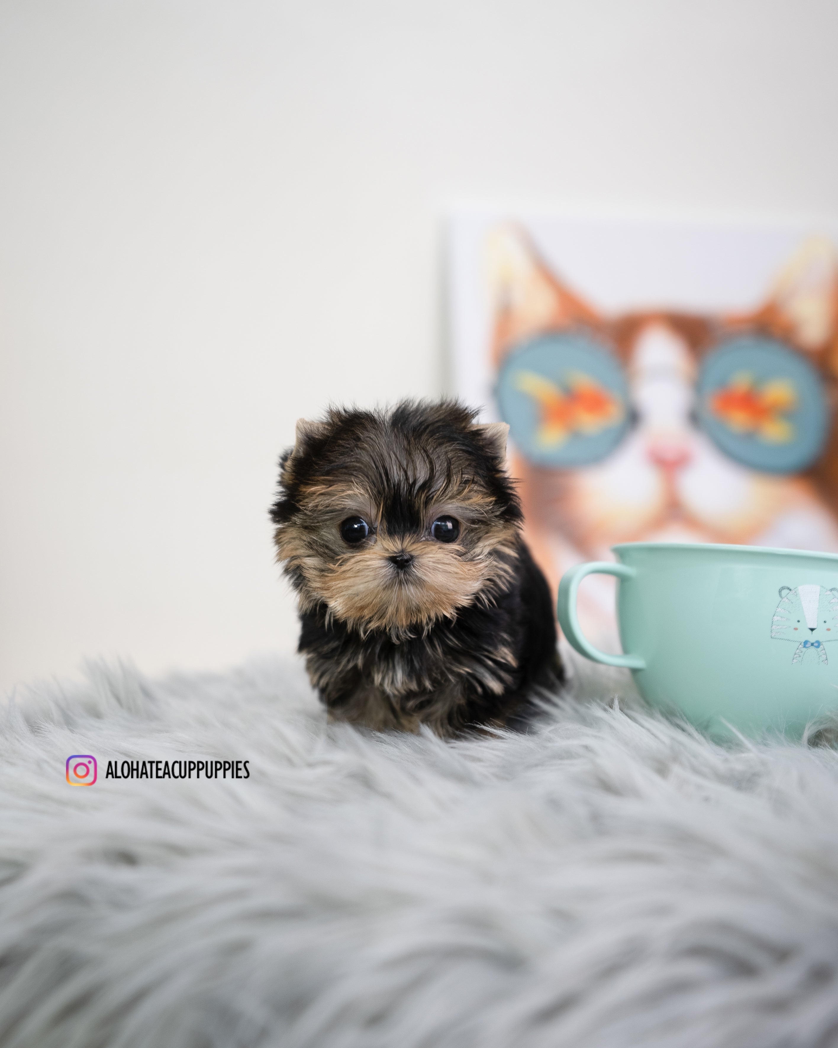 Holly [TEACUP YORKIE]