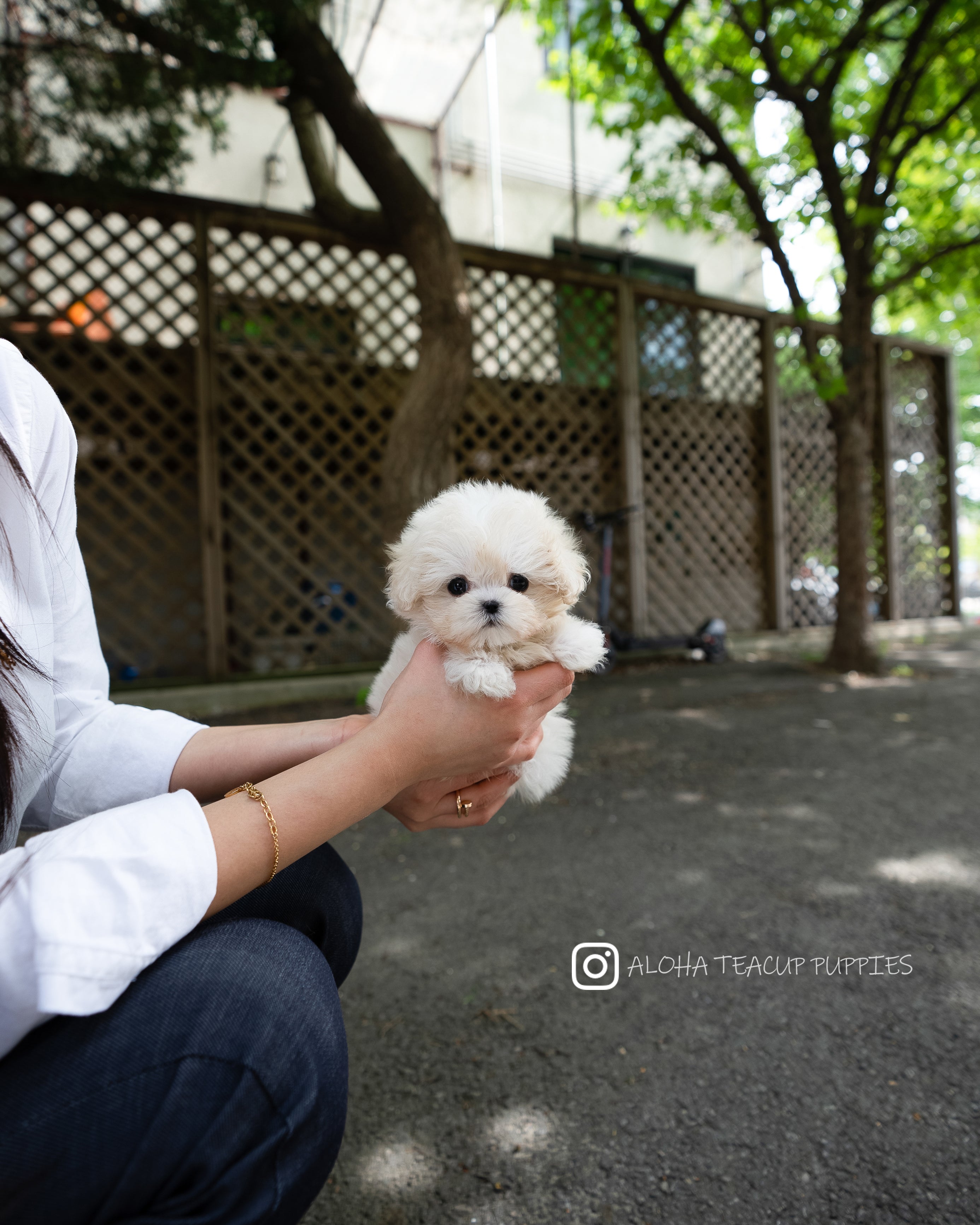 Ari [TEACUP MALTIPOO]