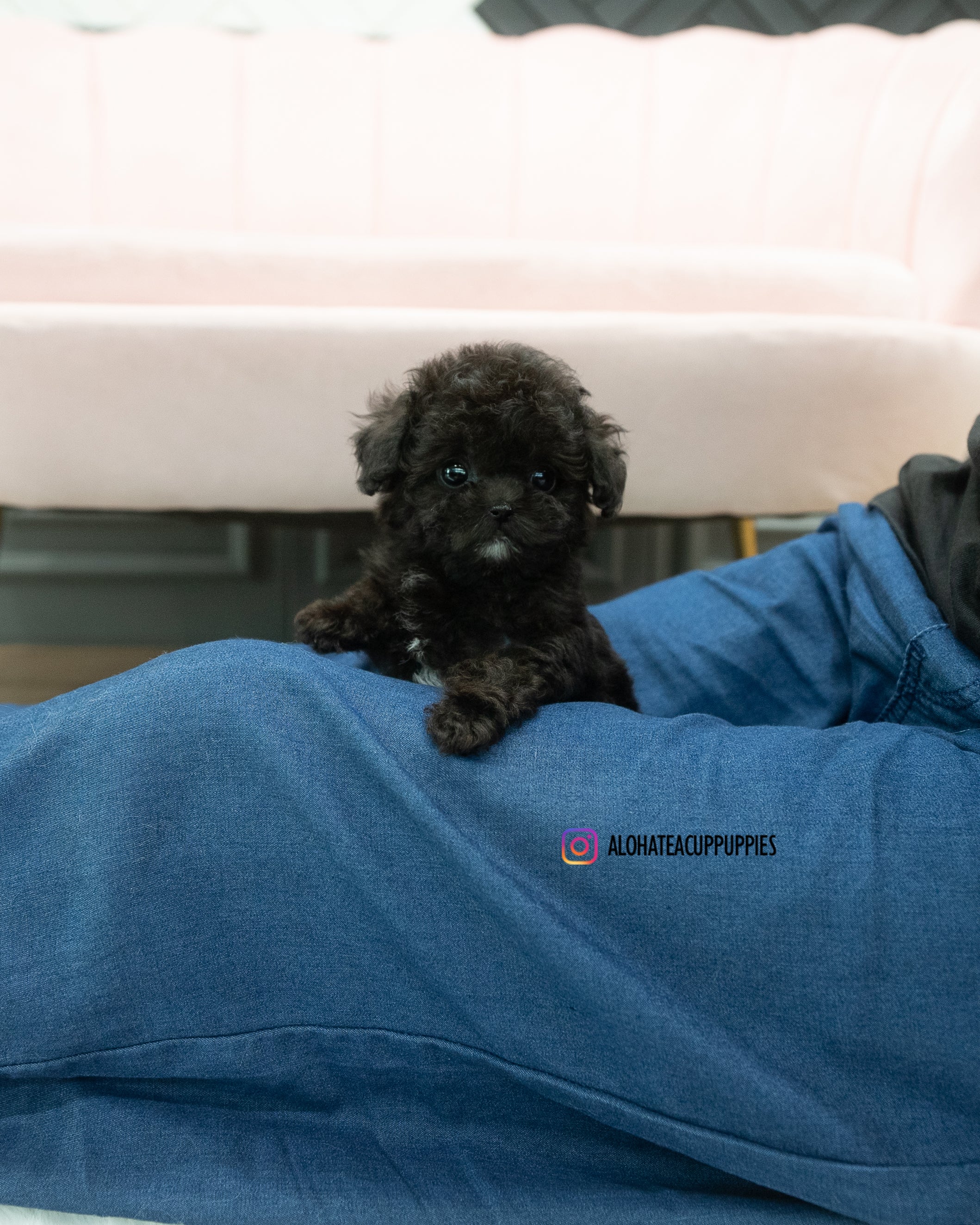 KAI [TEACUP POODLE]