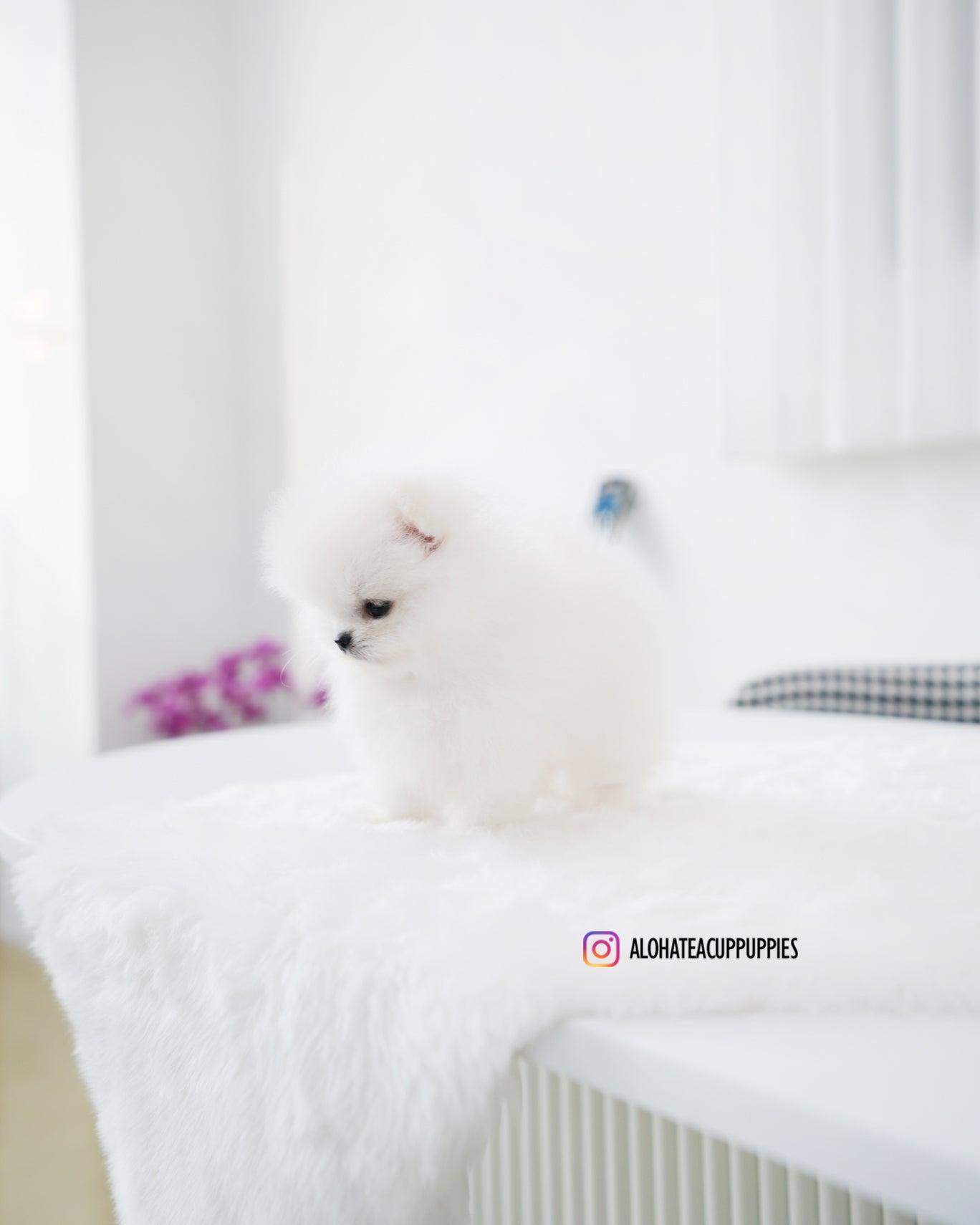 Tom [POMERANIA TIPO TAZA DE TÉ]