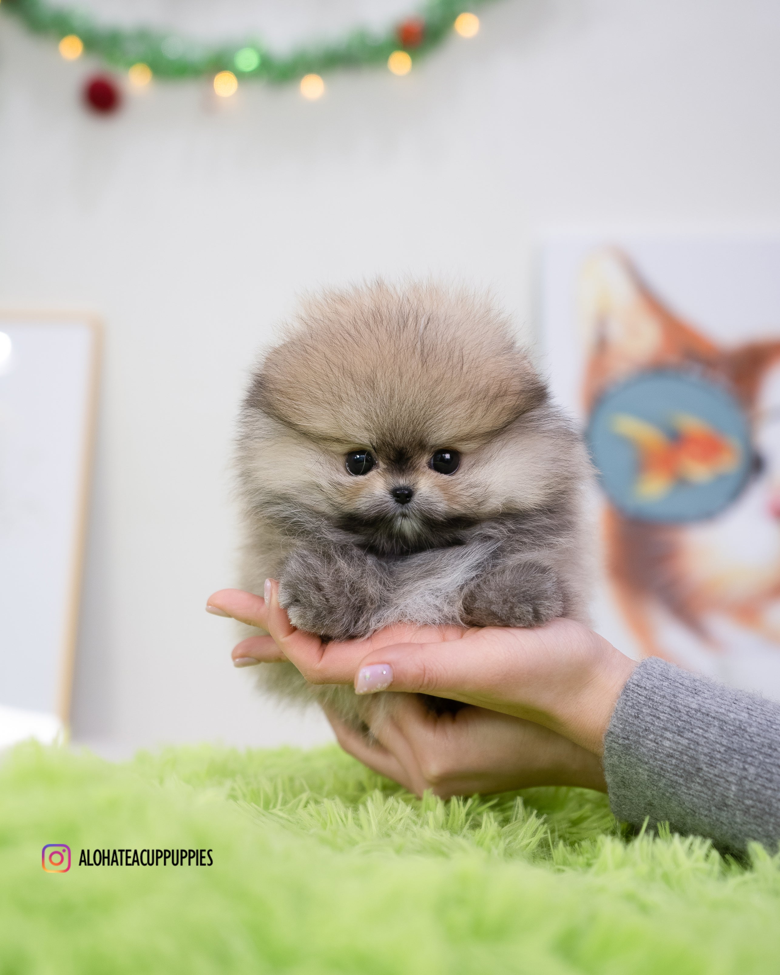 恩佐 [茶杯博美犬]