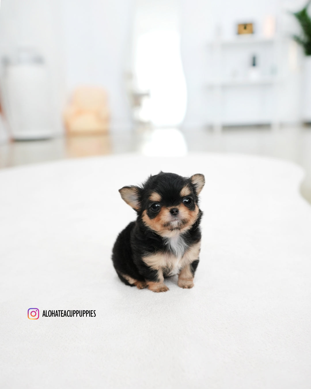 Kiel [TEACUP CHIHUAHUA]
