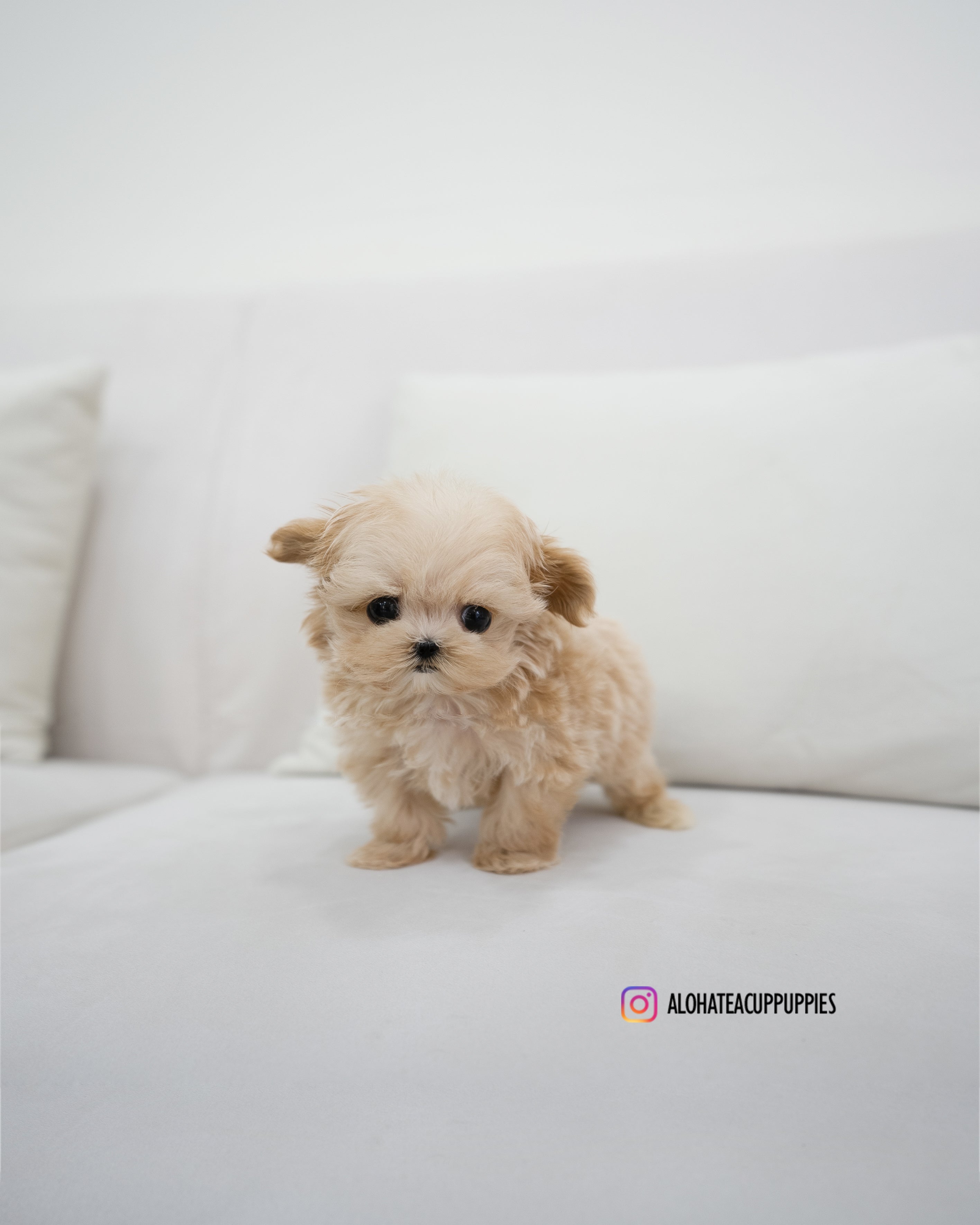 Pablo [TEACUP MALTIPOO]