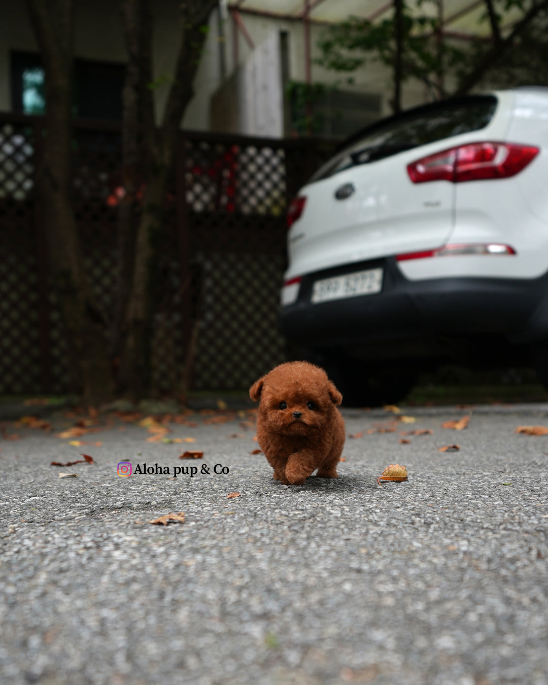 Jules [TEACUP POODLE]