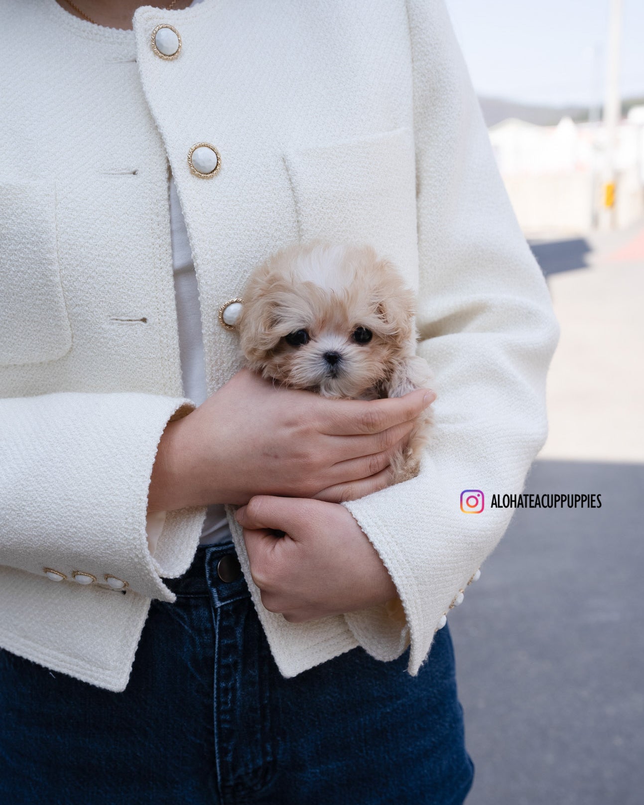 Lennon [TEACUP MALTIPOO]