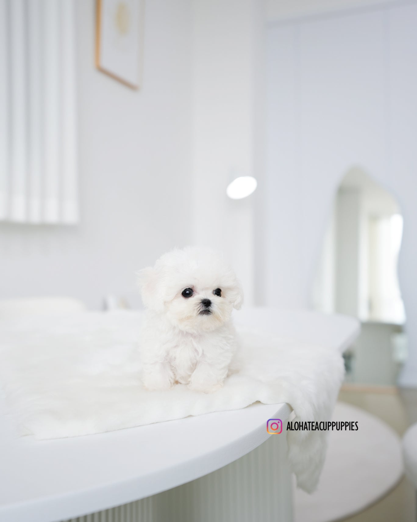 Star [TEACUP BICHON]