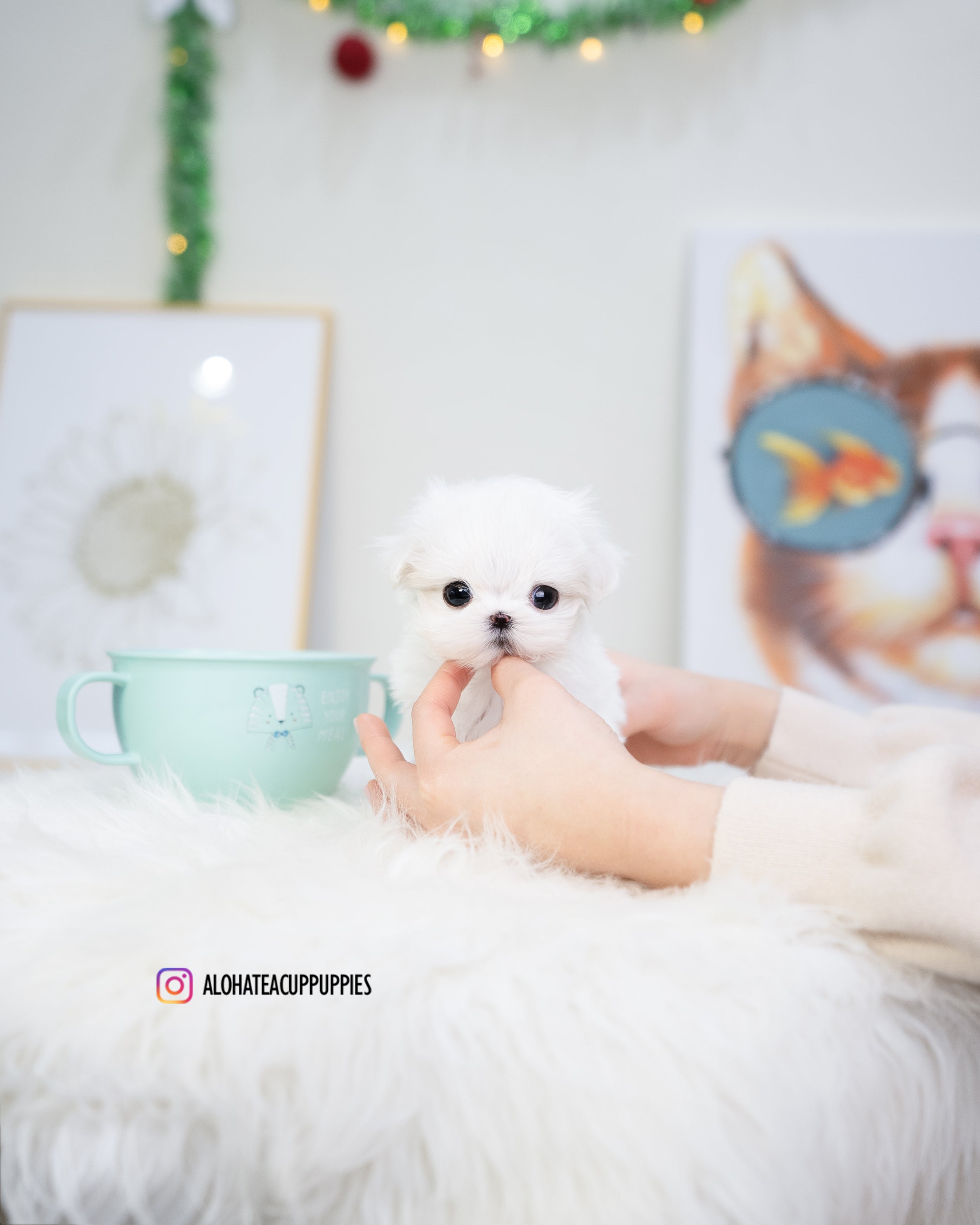 Tiffany [TEACUP MALTESE]
