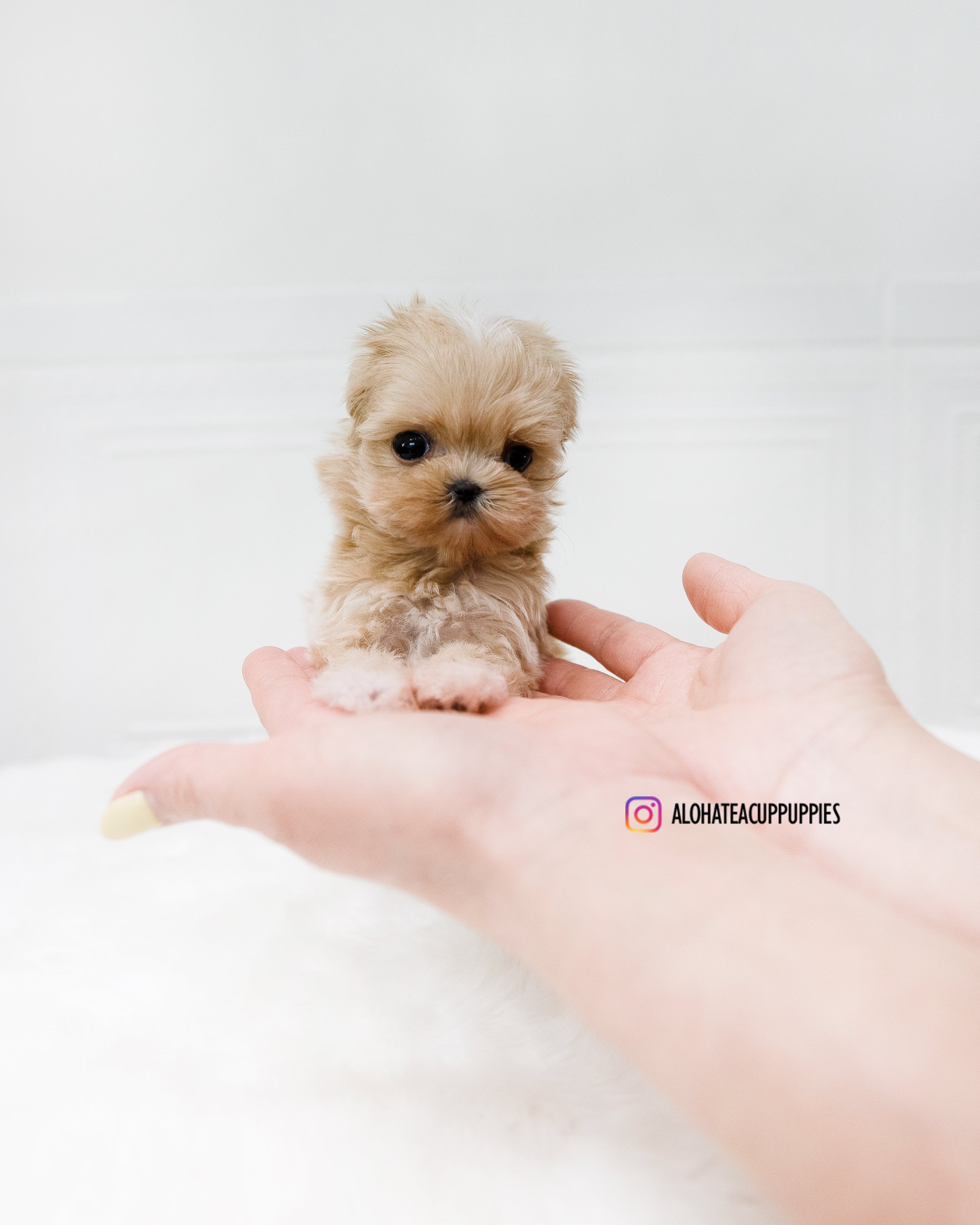 Dicaprio [TEACUP MALTIPOO]