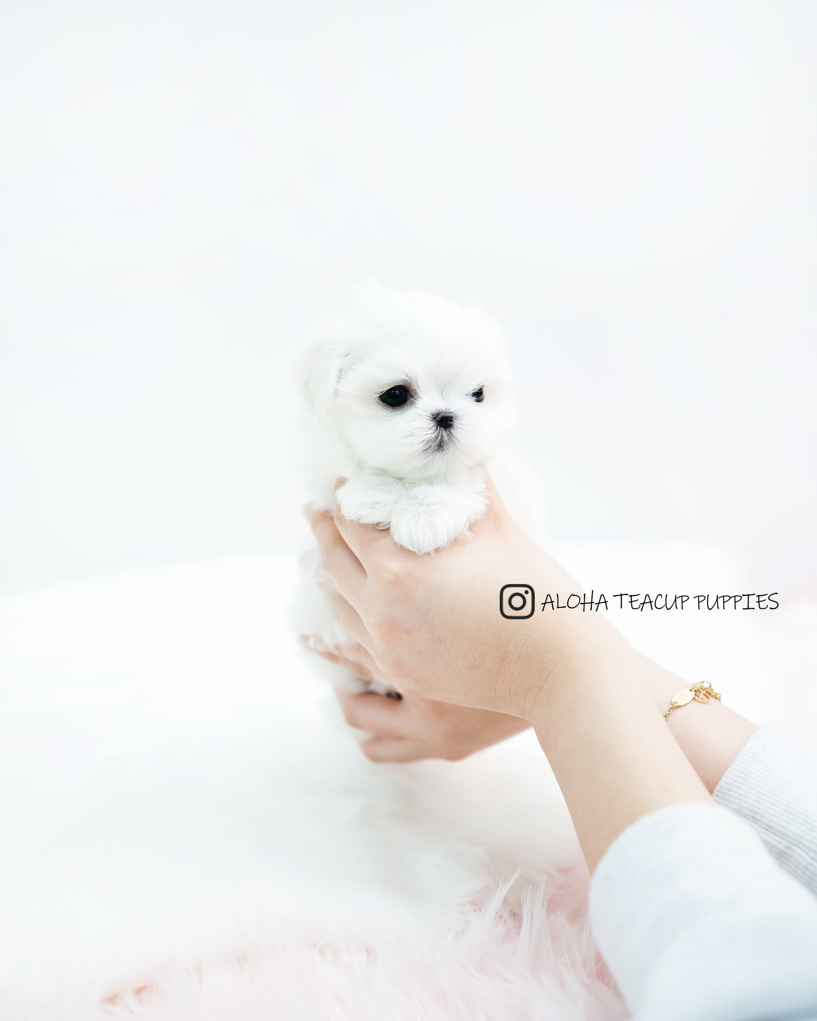 Evie [TEACUP MALTESE]