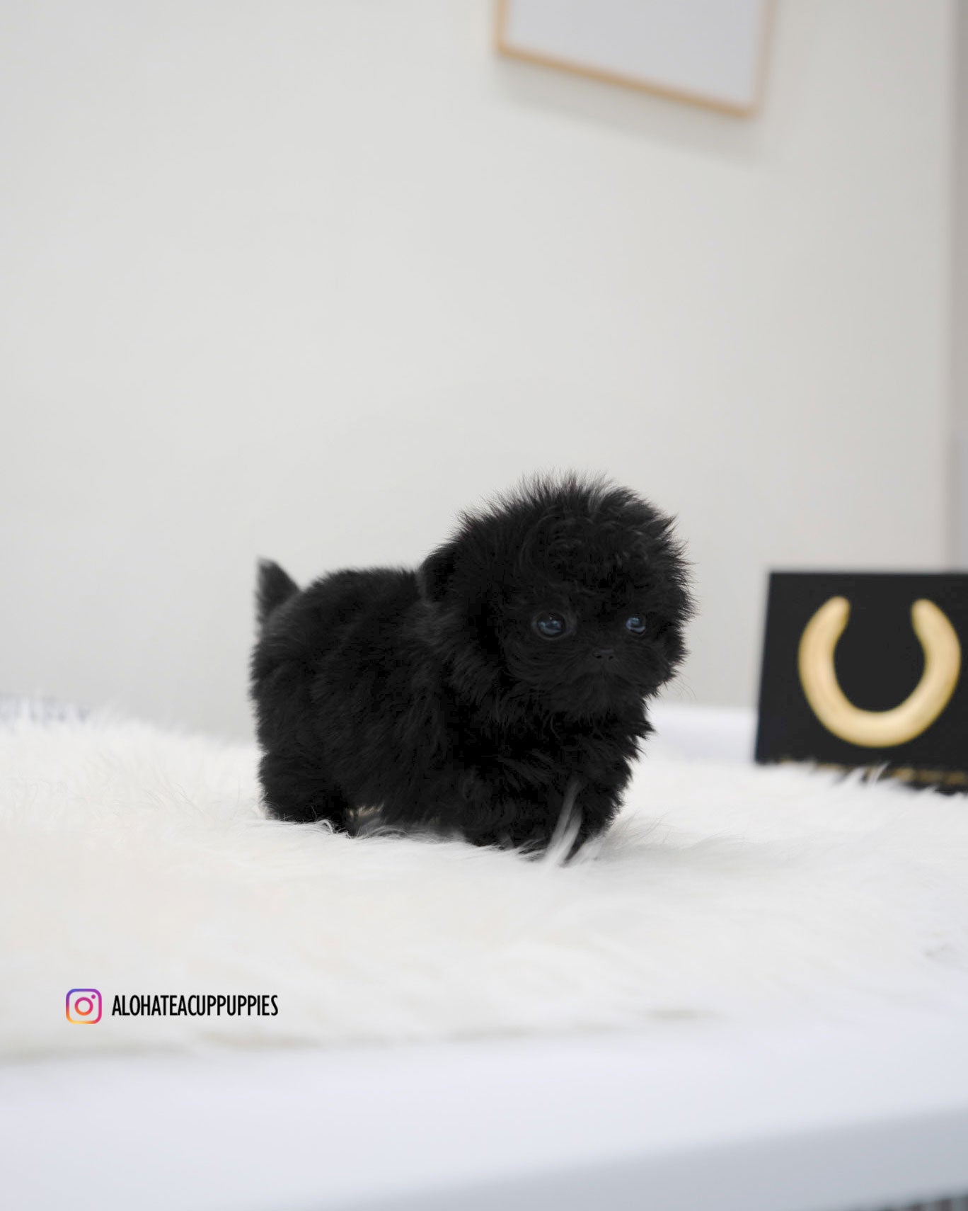 Bin [TEACUP MALTIPOO]