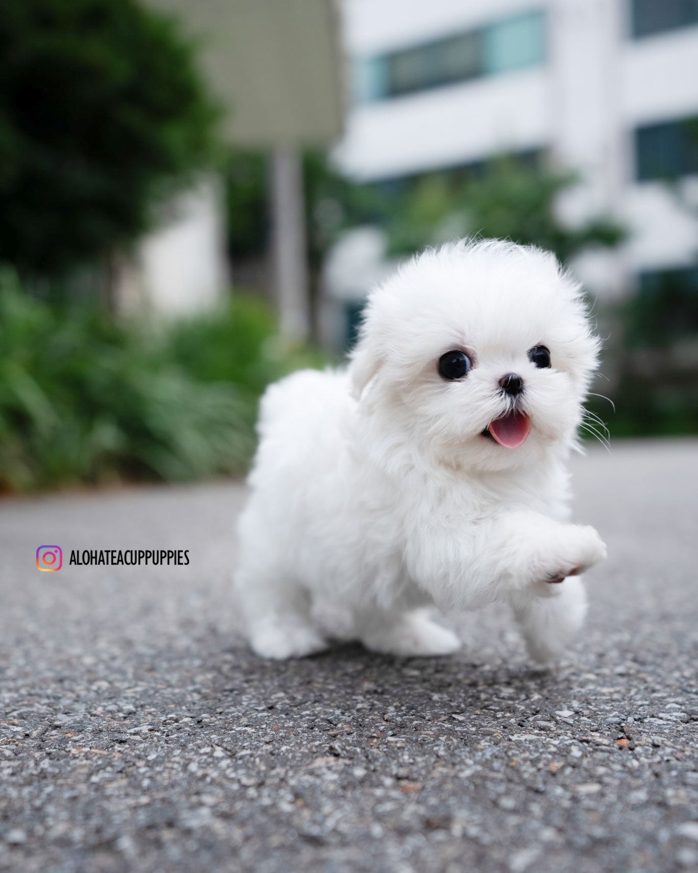 Demi [TEACUP MALTESE]