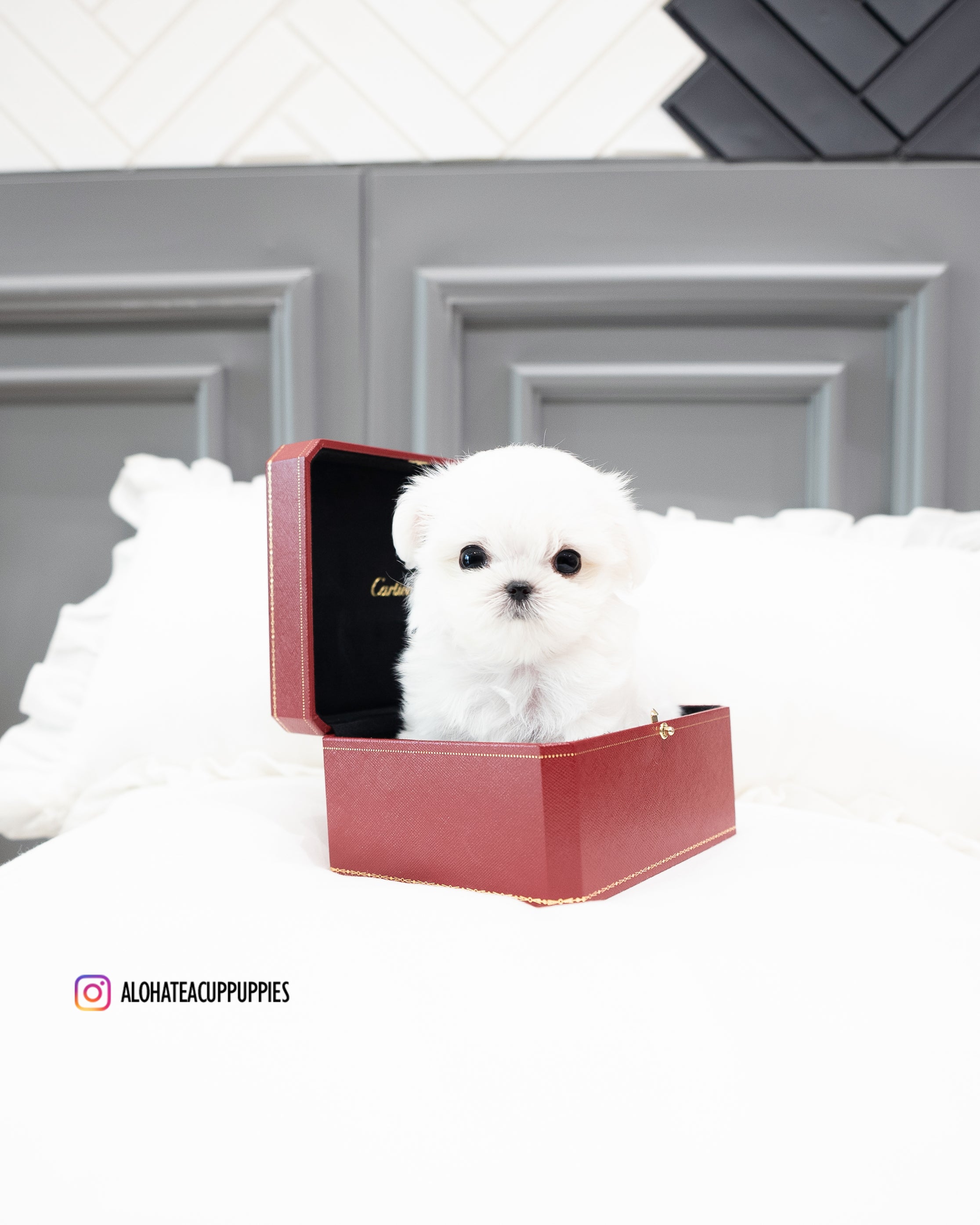 Snow [TEACUP MALTESE]