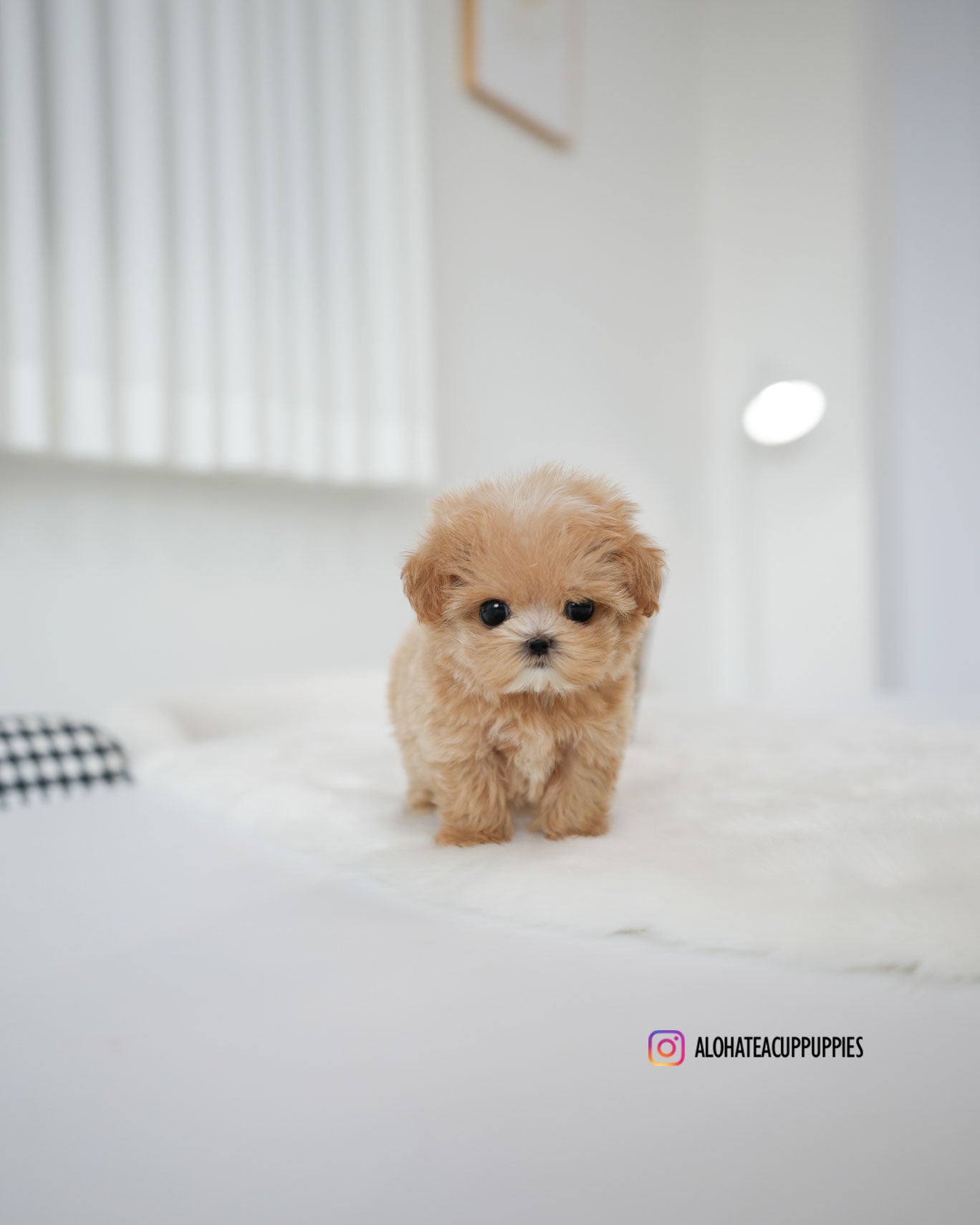 Bambi [TEACUP MALTIPOO]