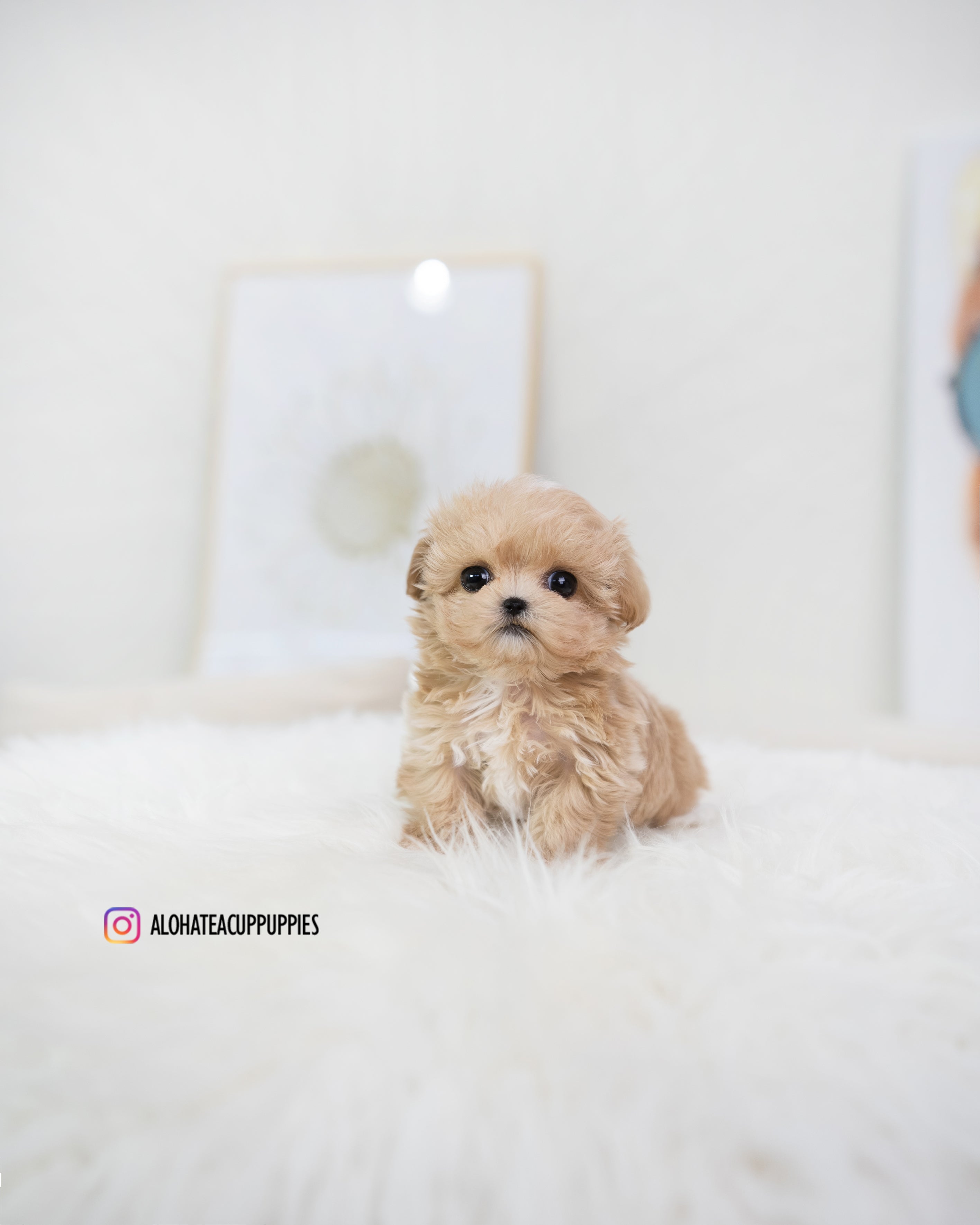 Bijou [TEACUP MALTIPOO]