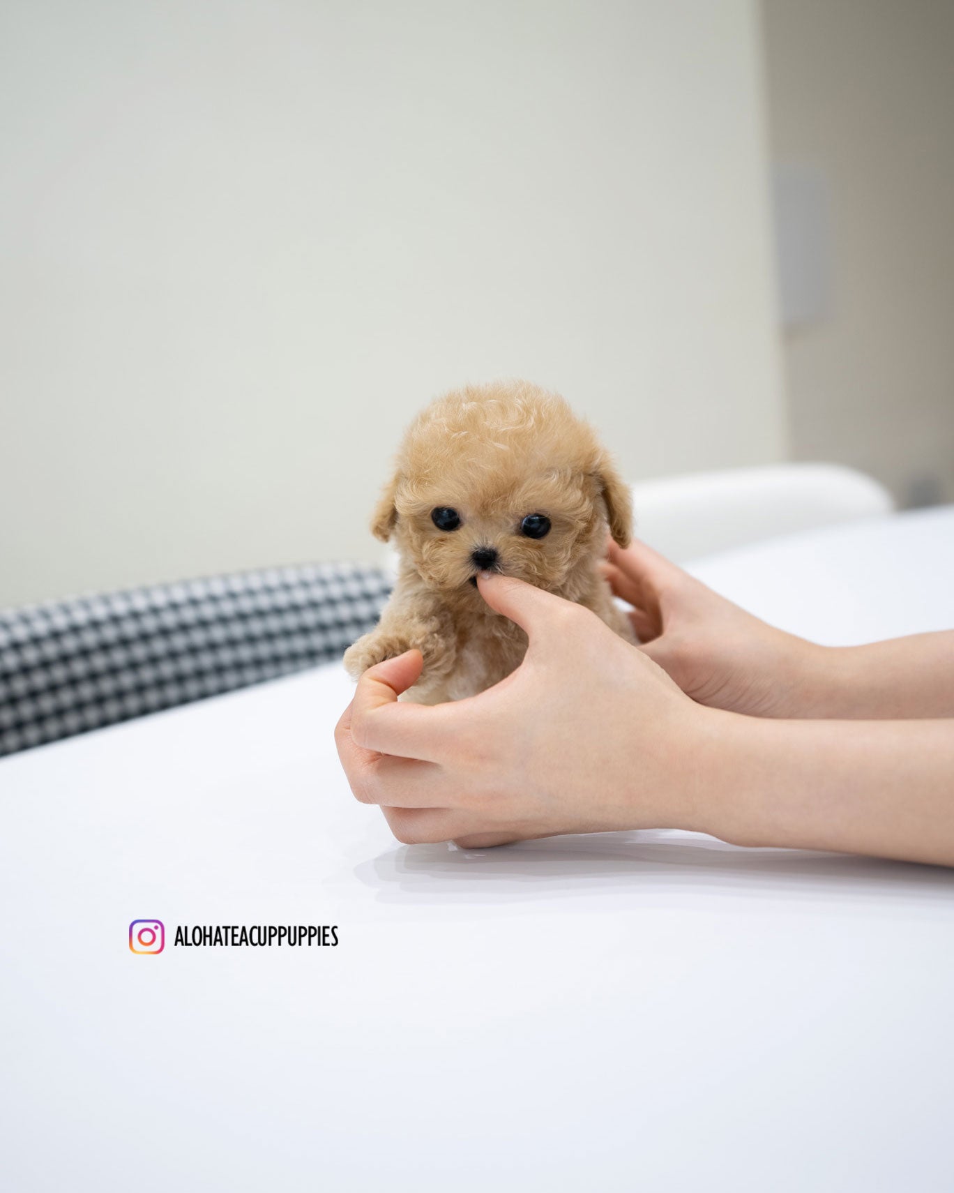 Jace [TEACUP POODLE]