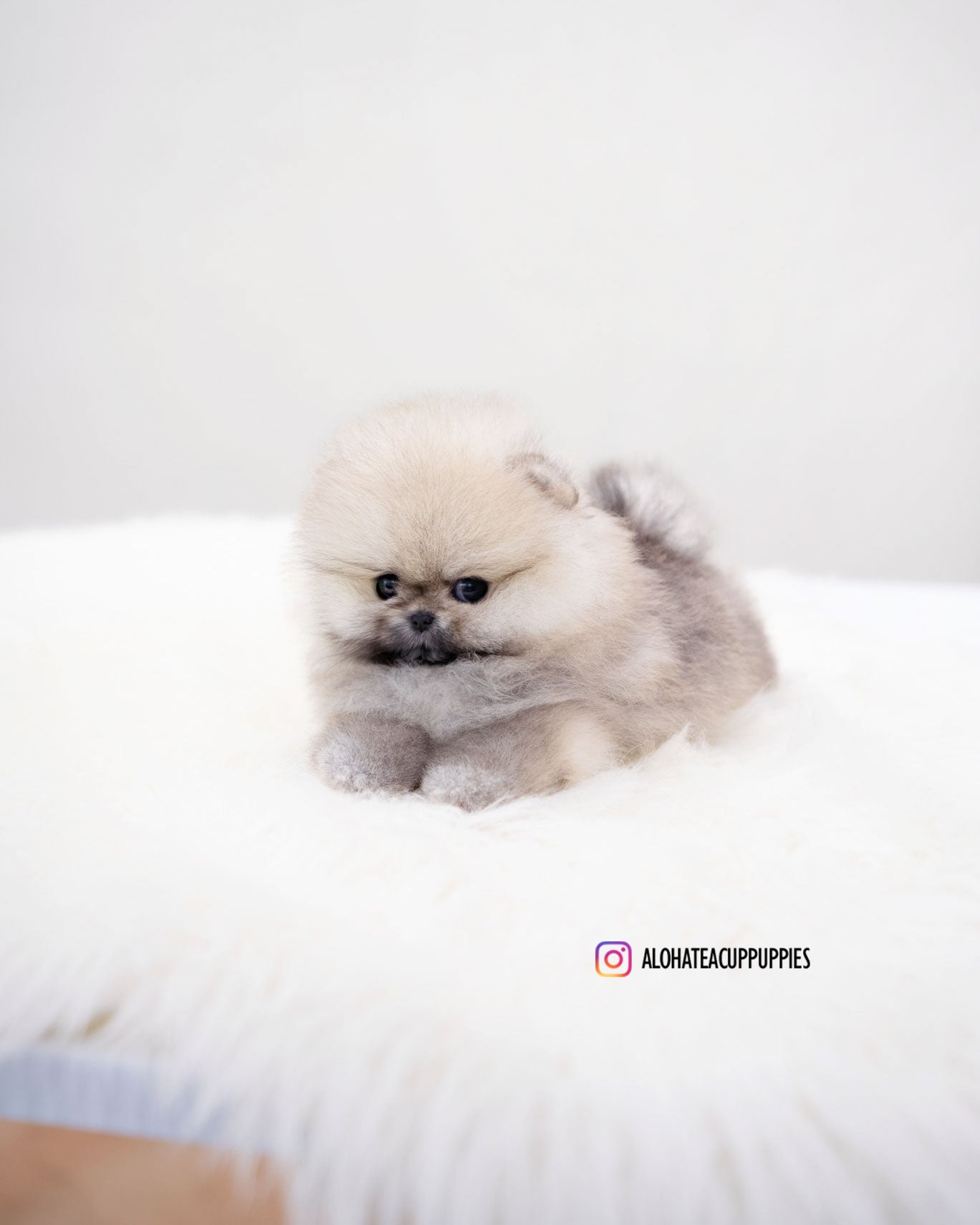 Moa [TEACUP POMERANIAN]