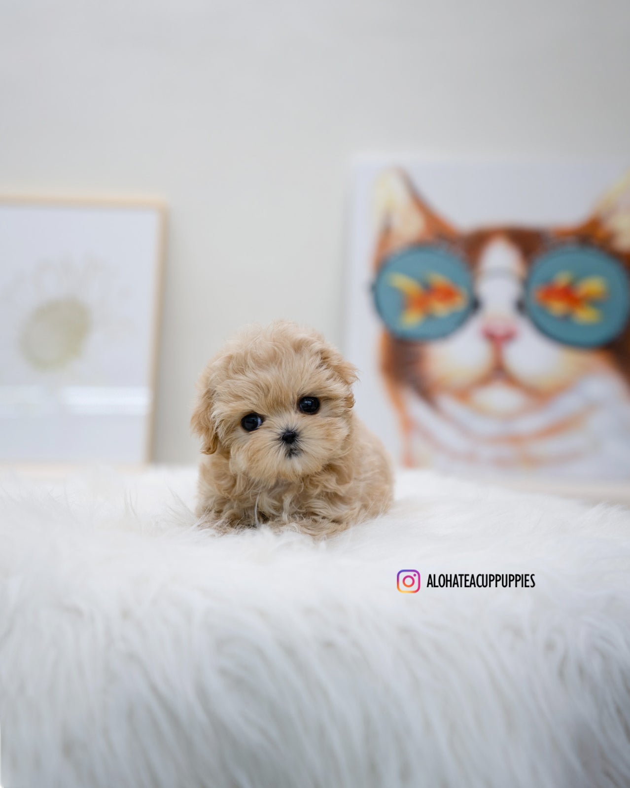 Lizzy [TEACUP MALTIPOO]