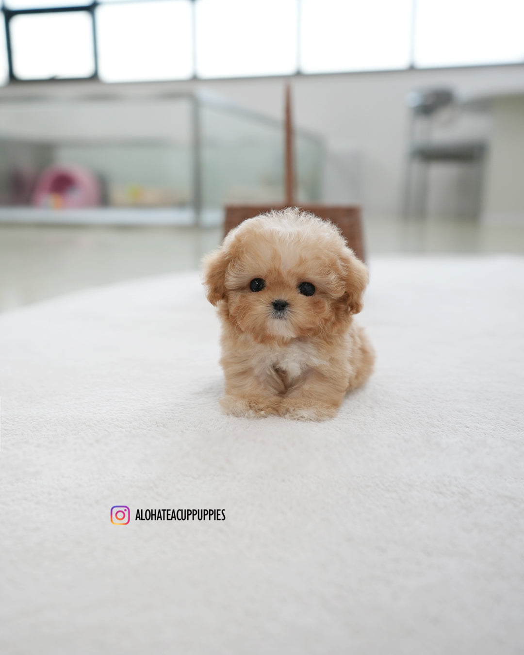Reve [TEACUP POODLE]
