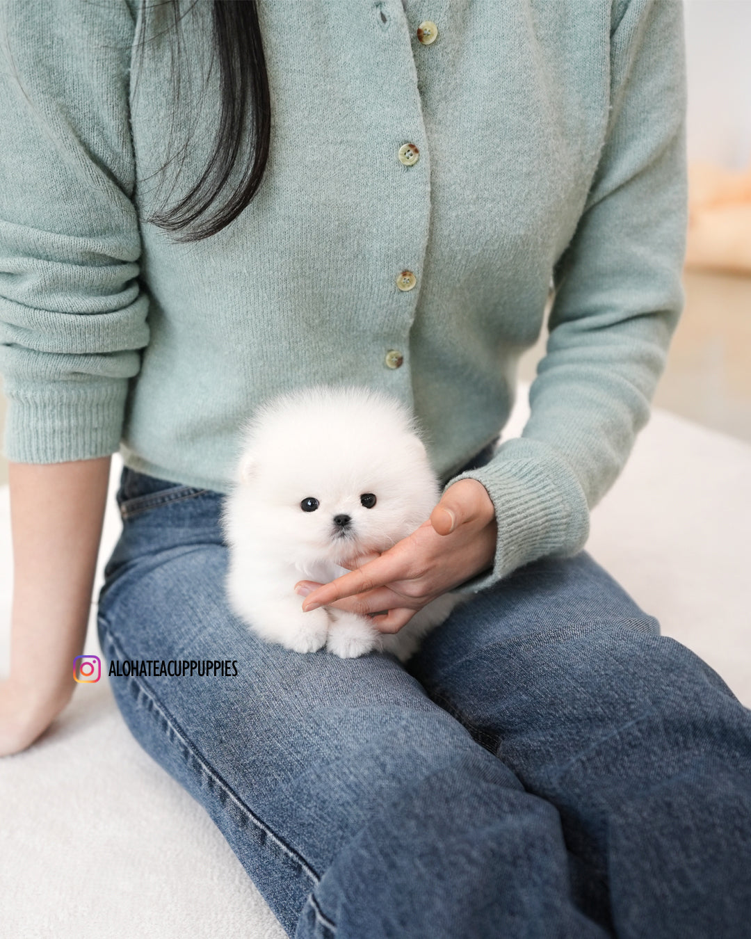 莫莉 [茶杯博美犬]