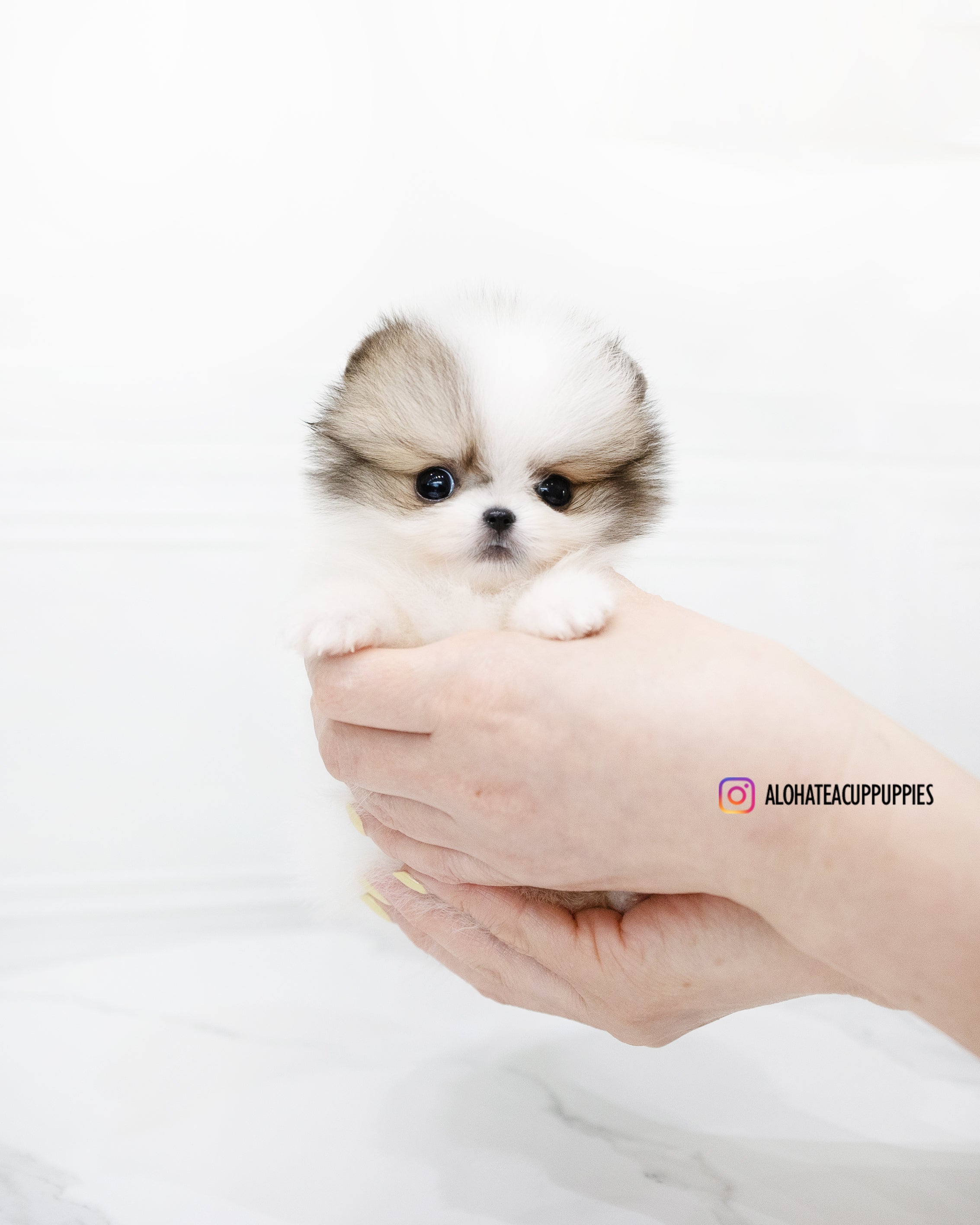 福宝 [茶杯博美犬]