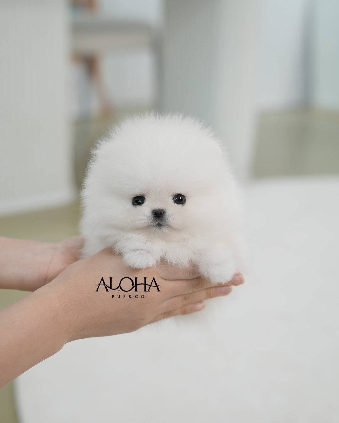 Angel [TEACUP POMERANIAN]