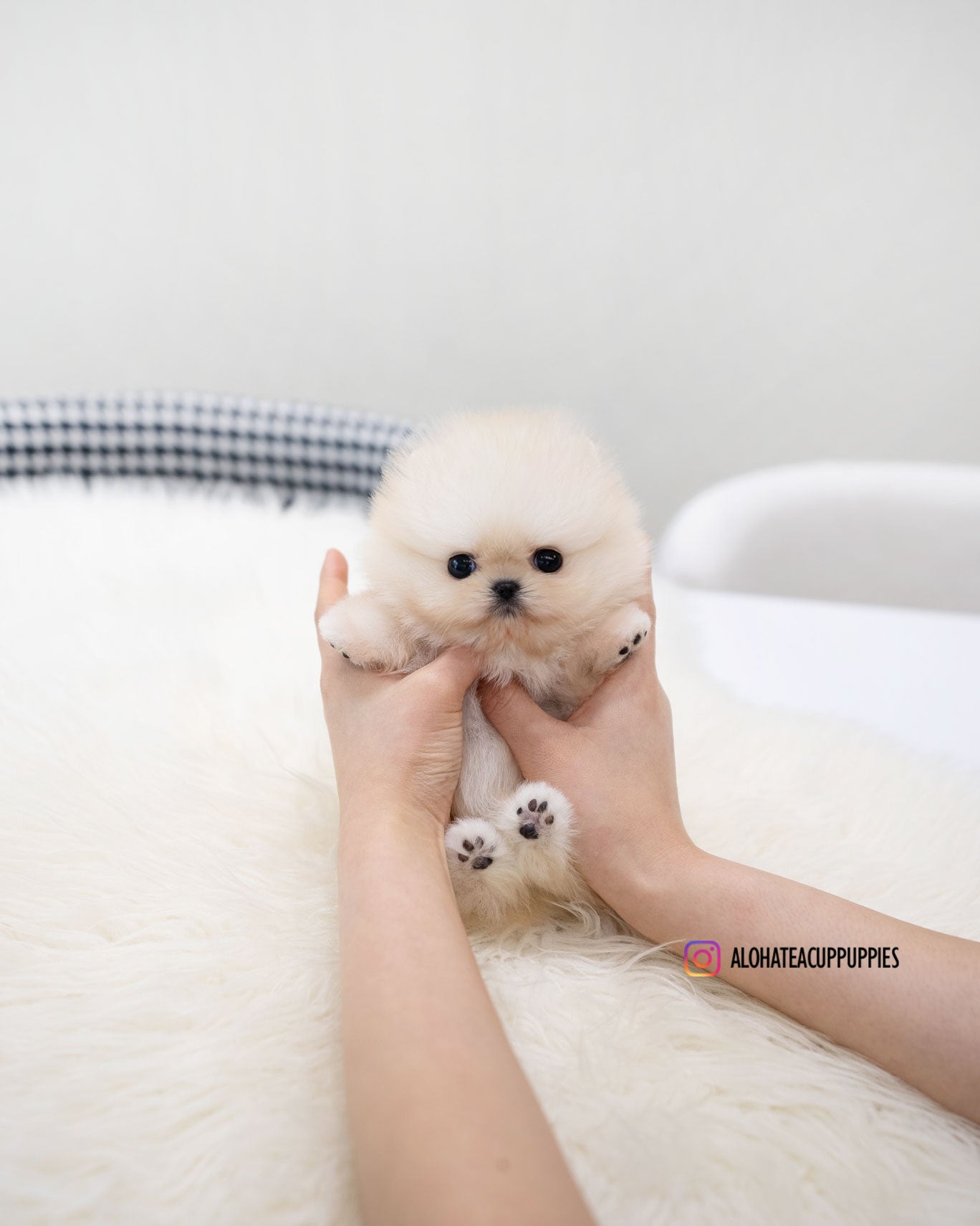 Mary [POMERANIA TAZA DE TÉ]