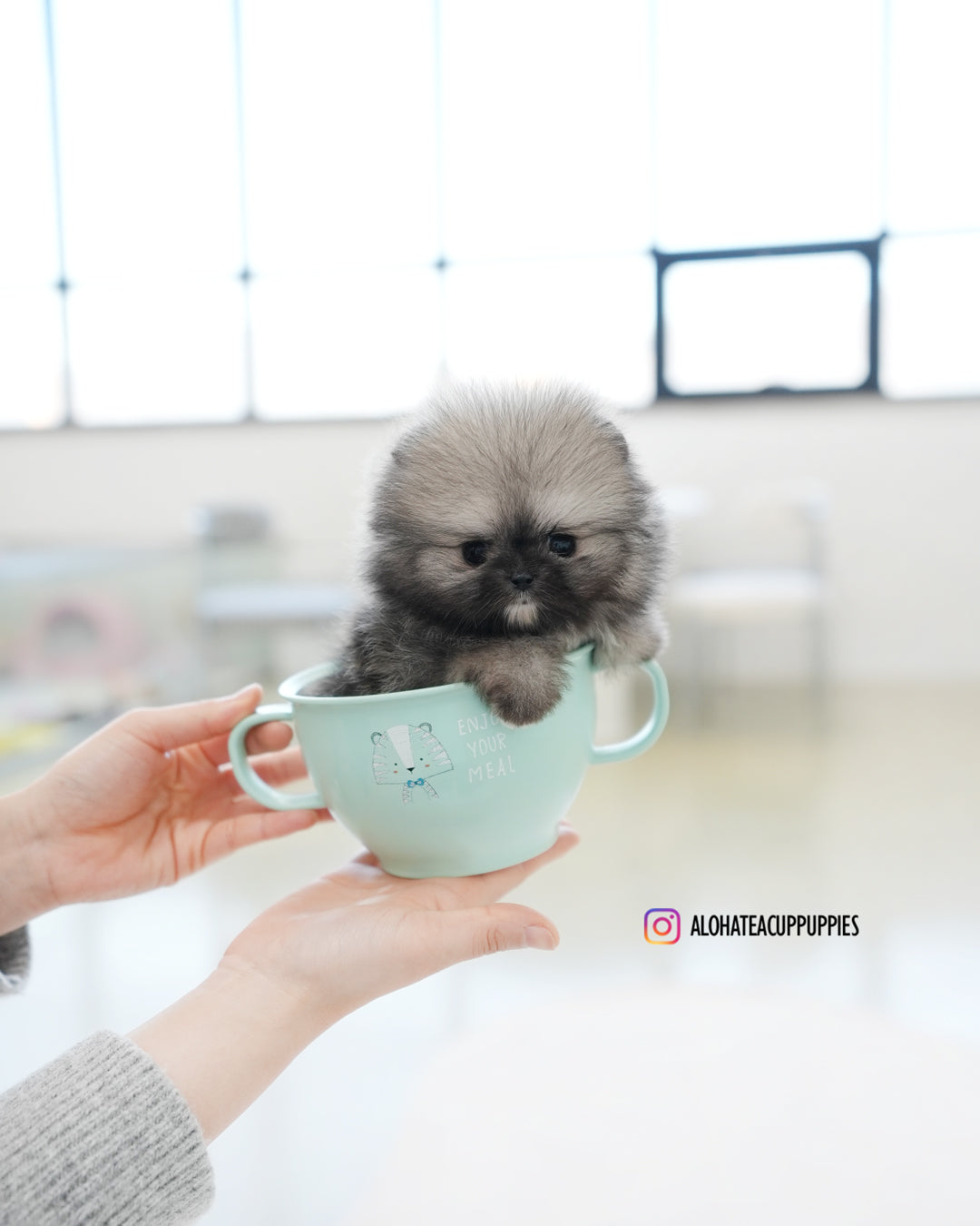 宝格丽 [茶杯博美犬]