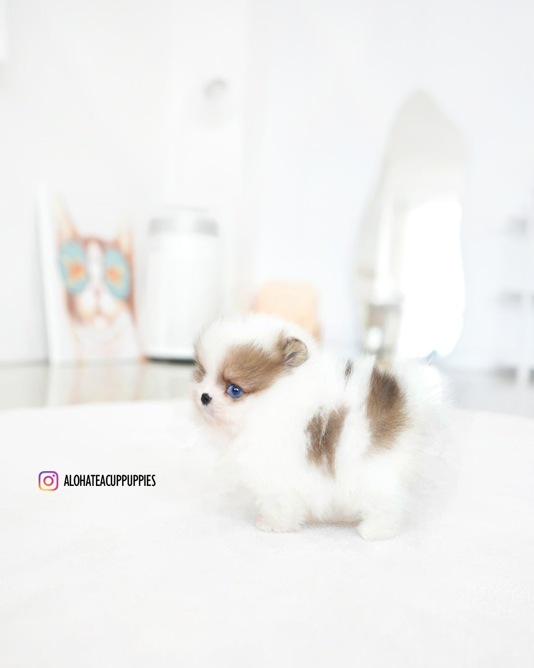 Marine [POMERANIA TAZA DE TÉ]